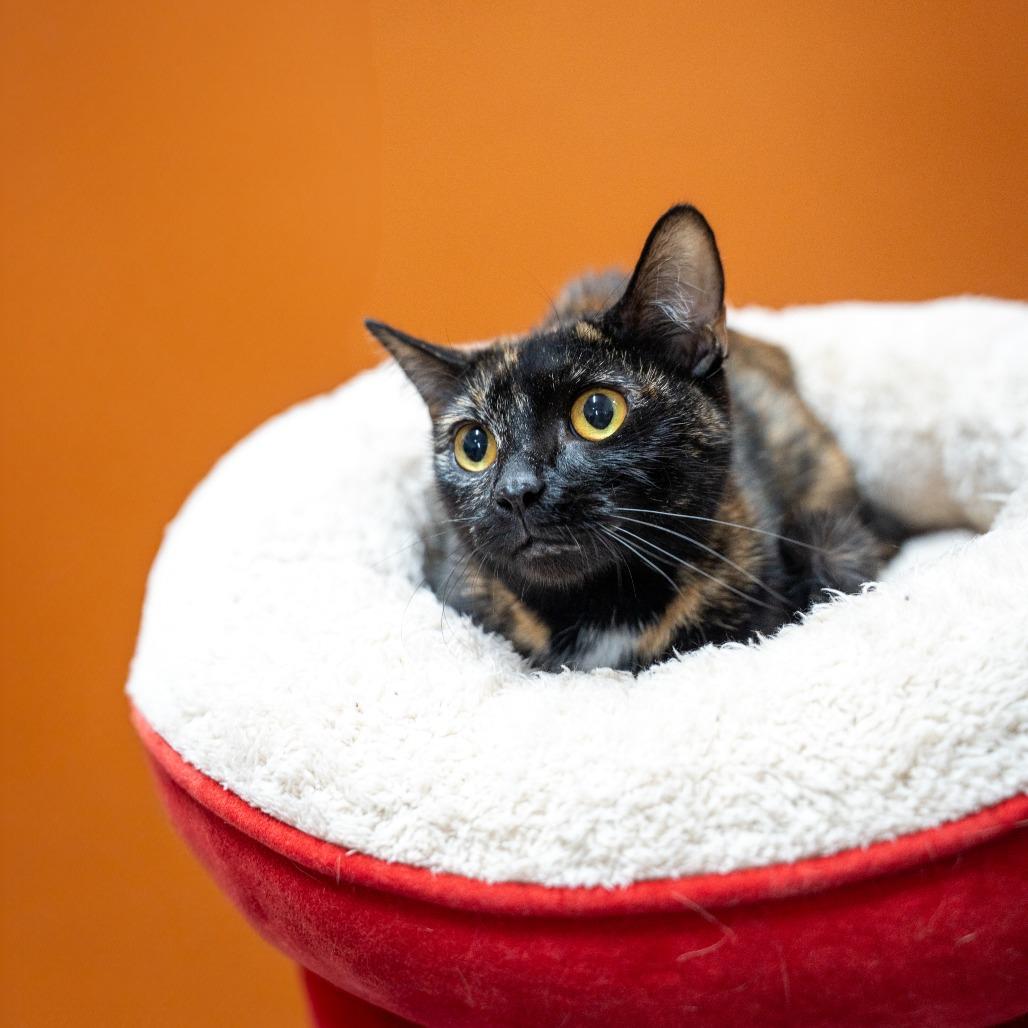 Enlarge Sedna, a Adoptable Domestic Short Hair in Gainesville, GA image 3/5