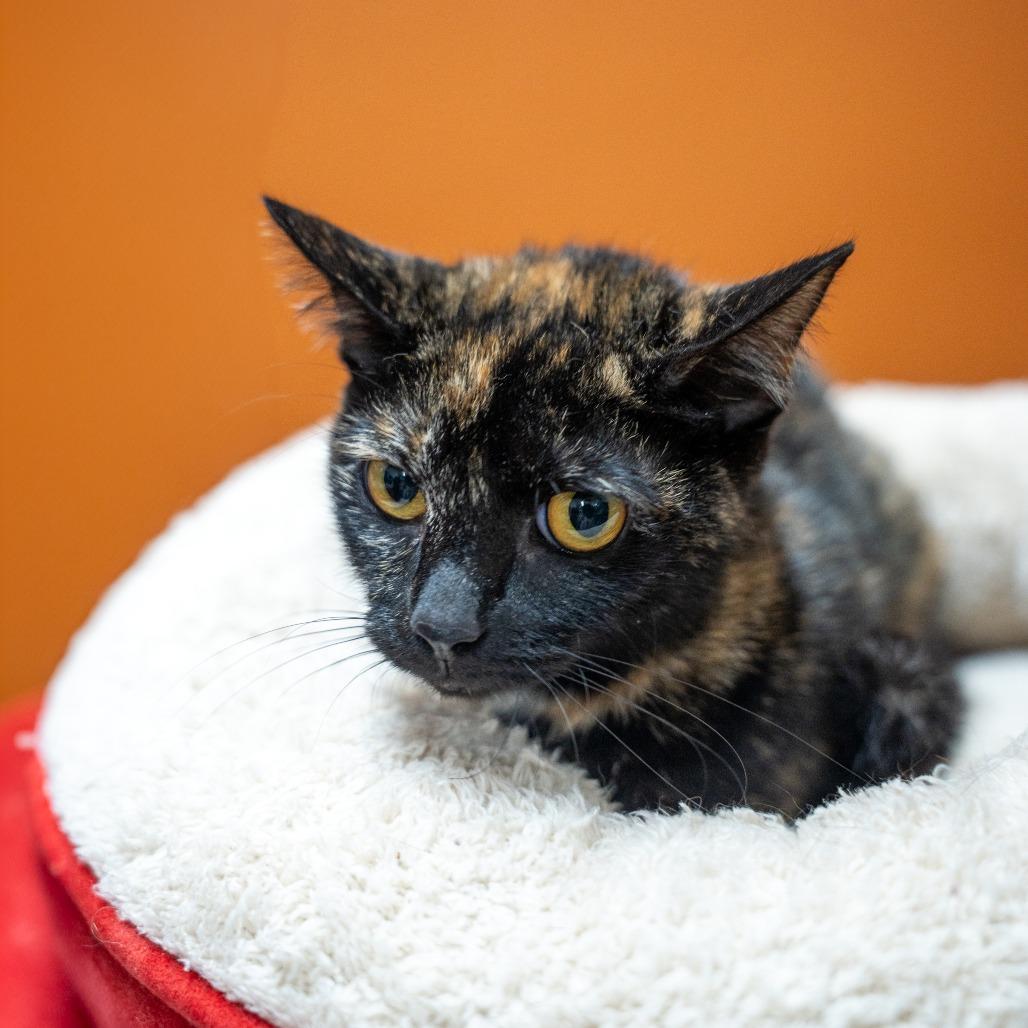 Enlarge Sedna, a Adoptable Domestic Short Hair in Gainesville, GA image 4/5