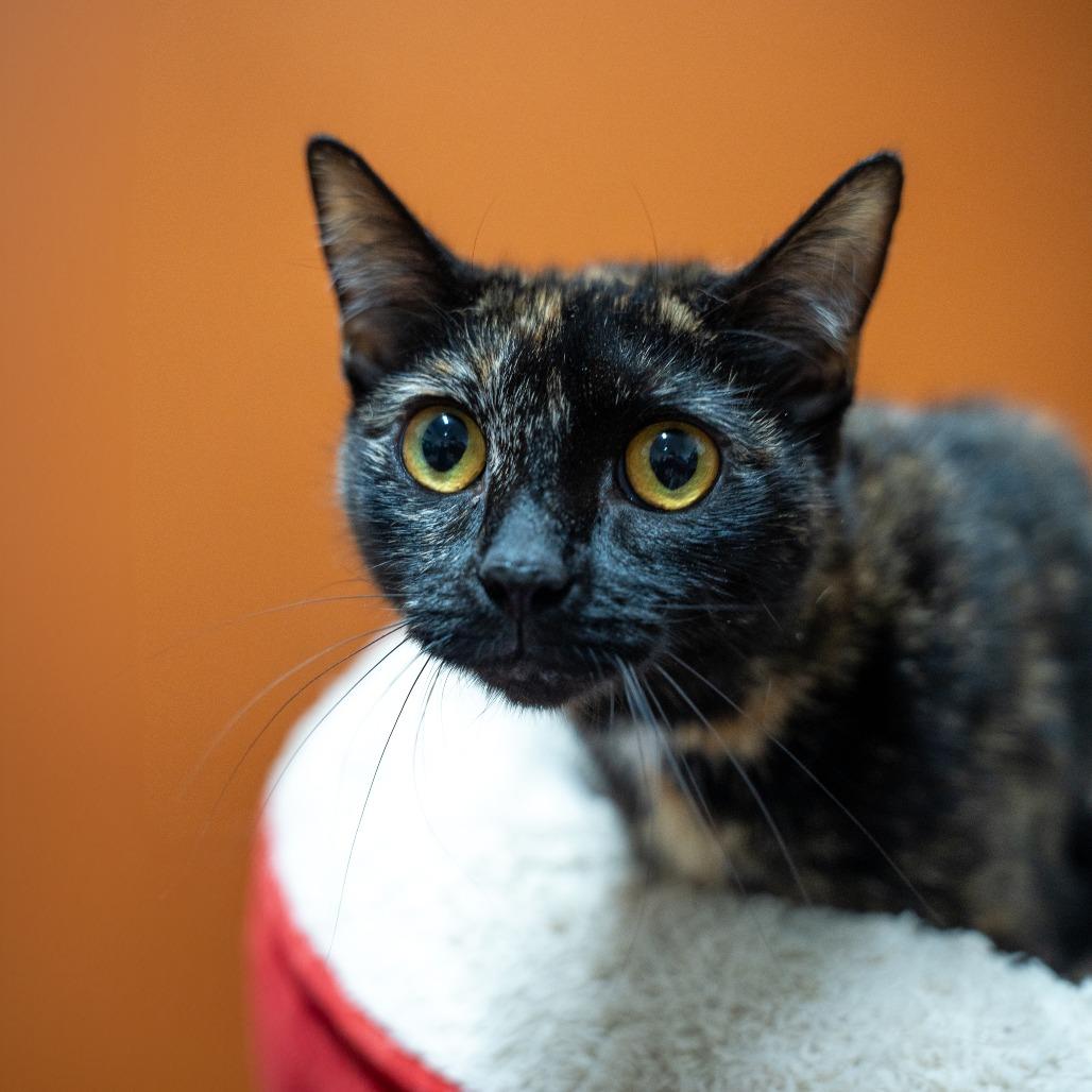 Enlarge Sedna, a Adoptable Domestic Short Hair in Gainesville, GA image 5/5