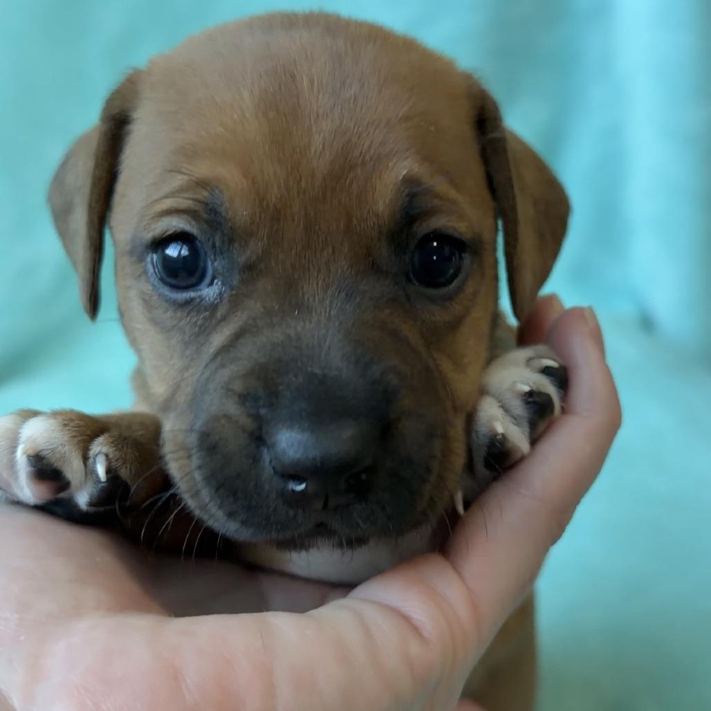 Peony  Galway thumbnail 2