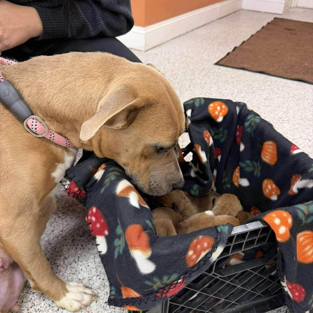 Peony  Galway thumbnail 3