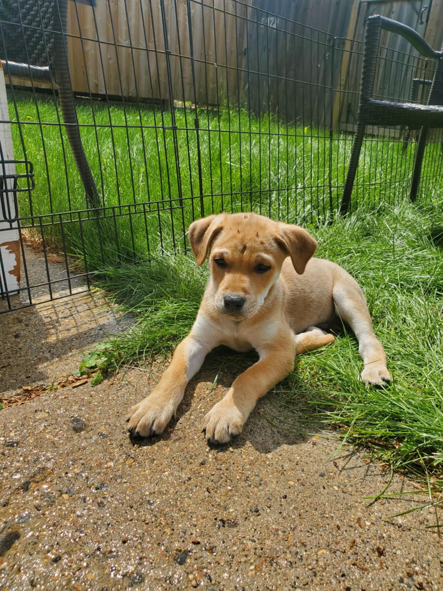 Enlarge Camper, a ADOPTABLE mixed breed in Saskatoon, SK image 4/6