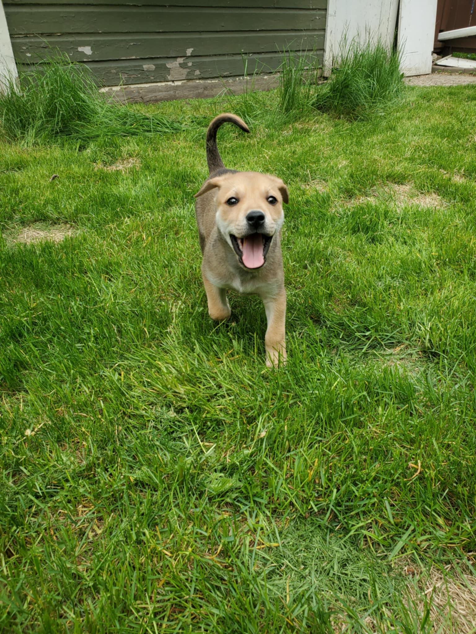 Enlarge Camper, a ADOPTABLE mixed breed in Saskatoon, SK image 5/6