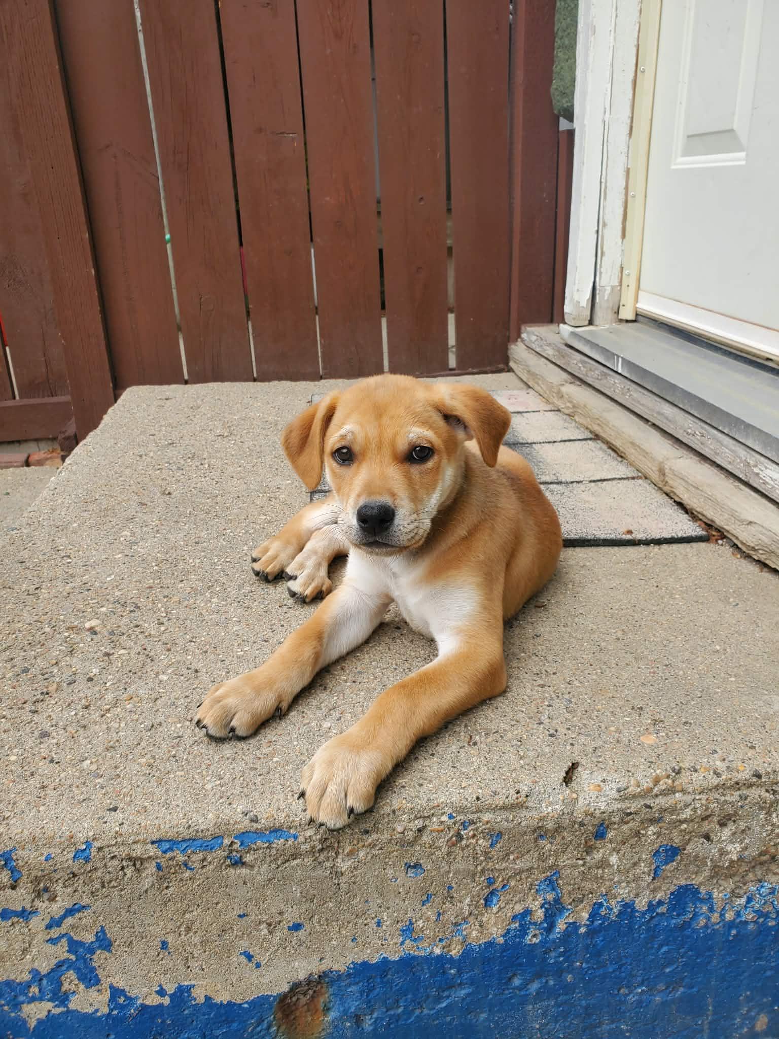 Enlarge Camper, a ADOPTABLE mixed breed in Saskatoon, SK image 6/6