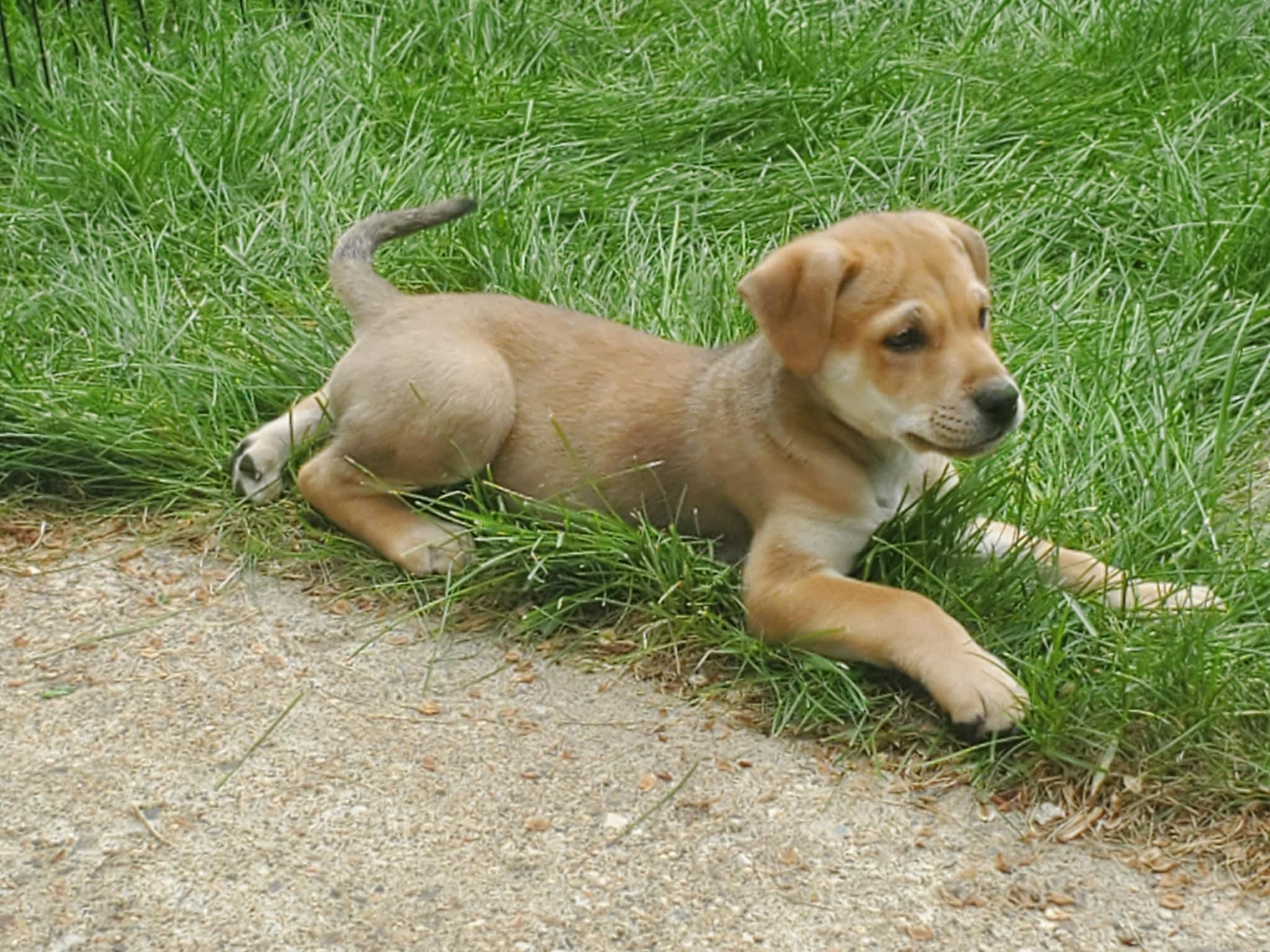 Enlarge Camper, a ADOPTABLE mixed breed in Saskatoon, SK image 3/6