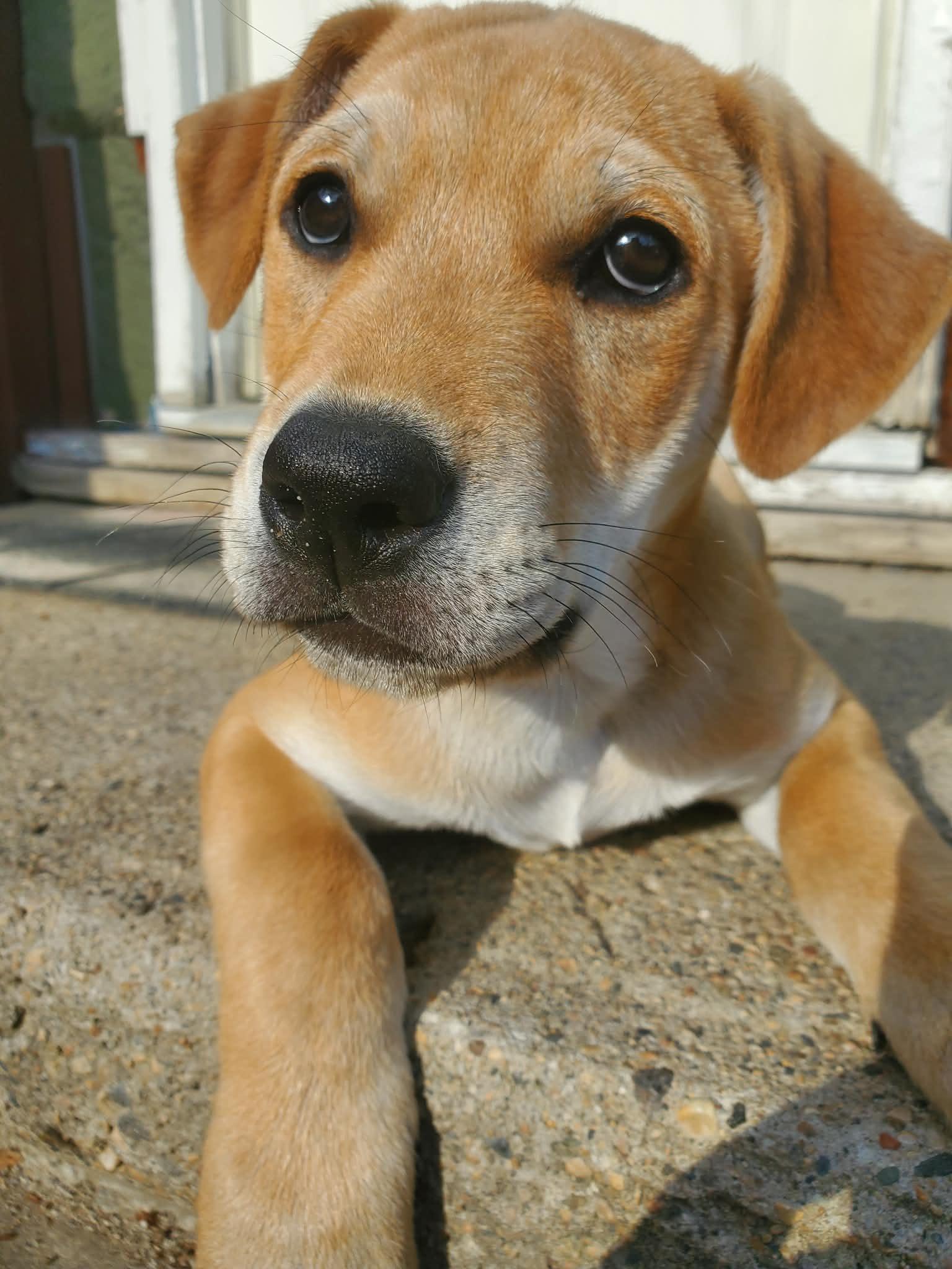 Camper, a ADOPTABLE mixed breed in Saskatoon, SK image 3/6