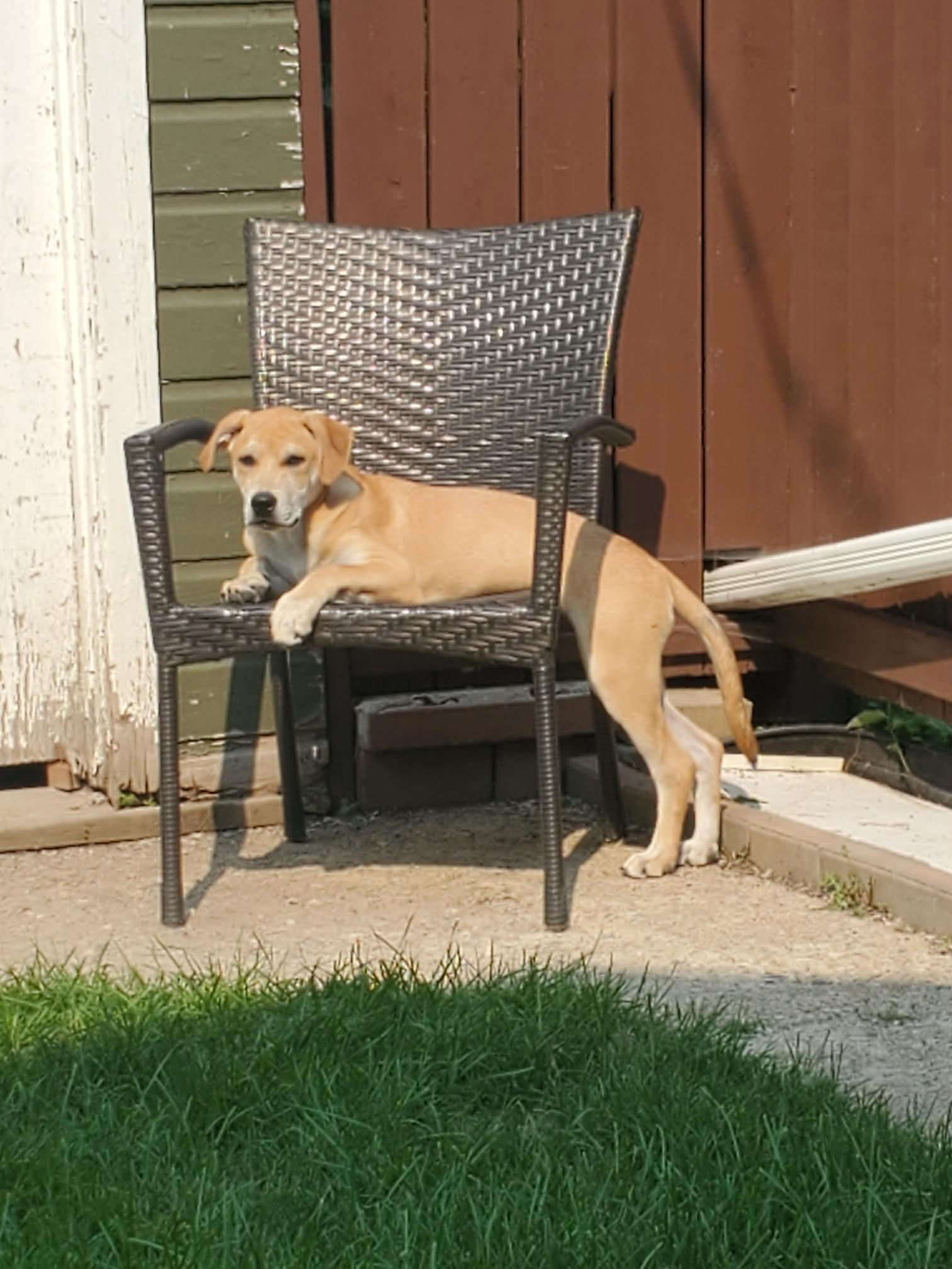 Camper, a ADOPTABLE mixed breed in Saskatoon, SK image 2/5