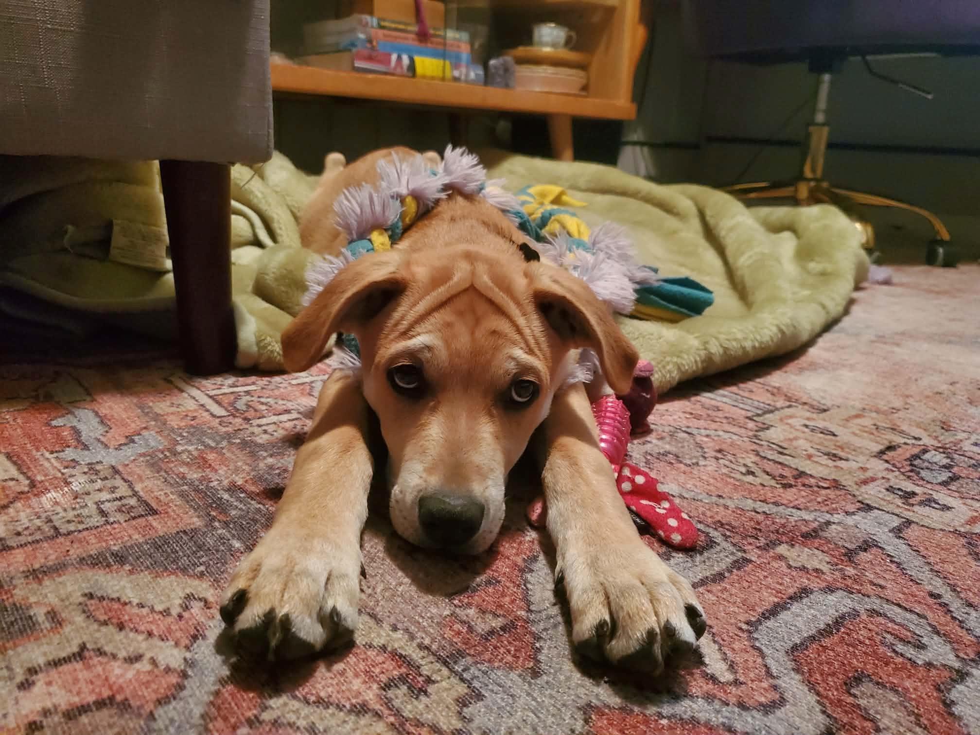 Camper, a ADOPTABLE mixed breed in Saskatoon, SK image 4/5