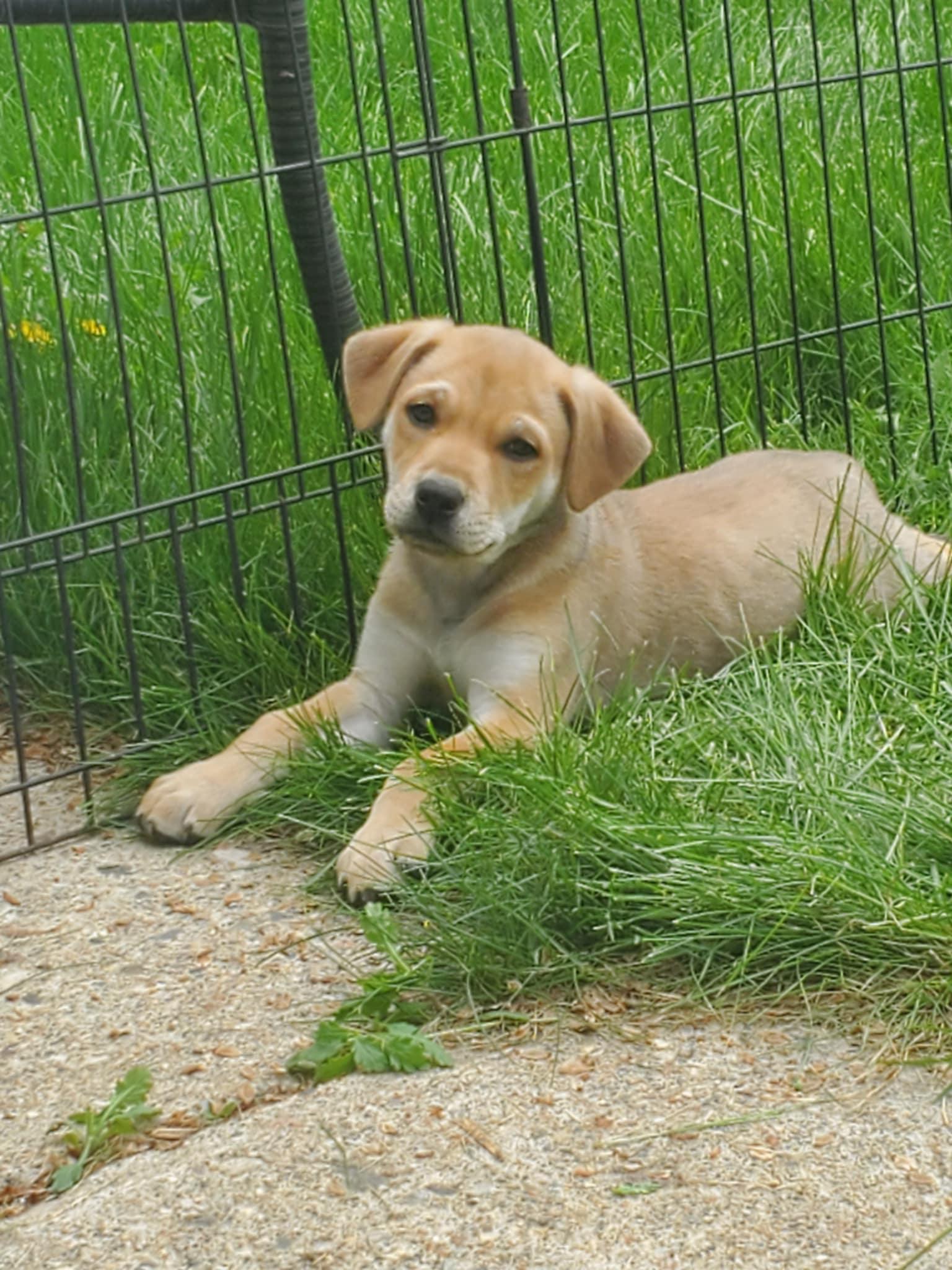 Enlarge Camper, a ADOPTABLE mixed breed in Saskatoon, SK image 2/6