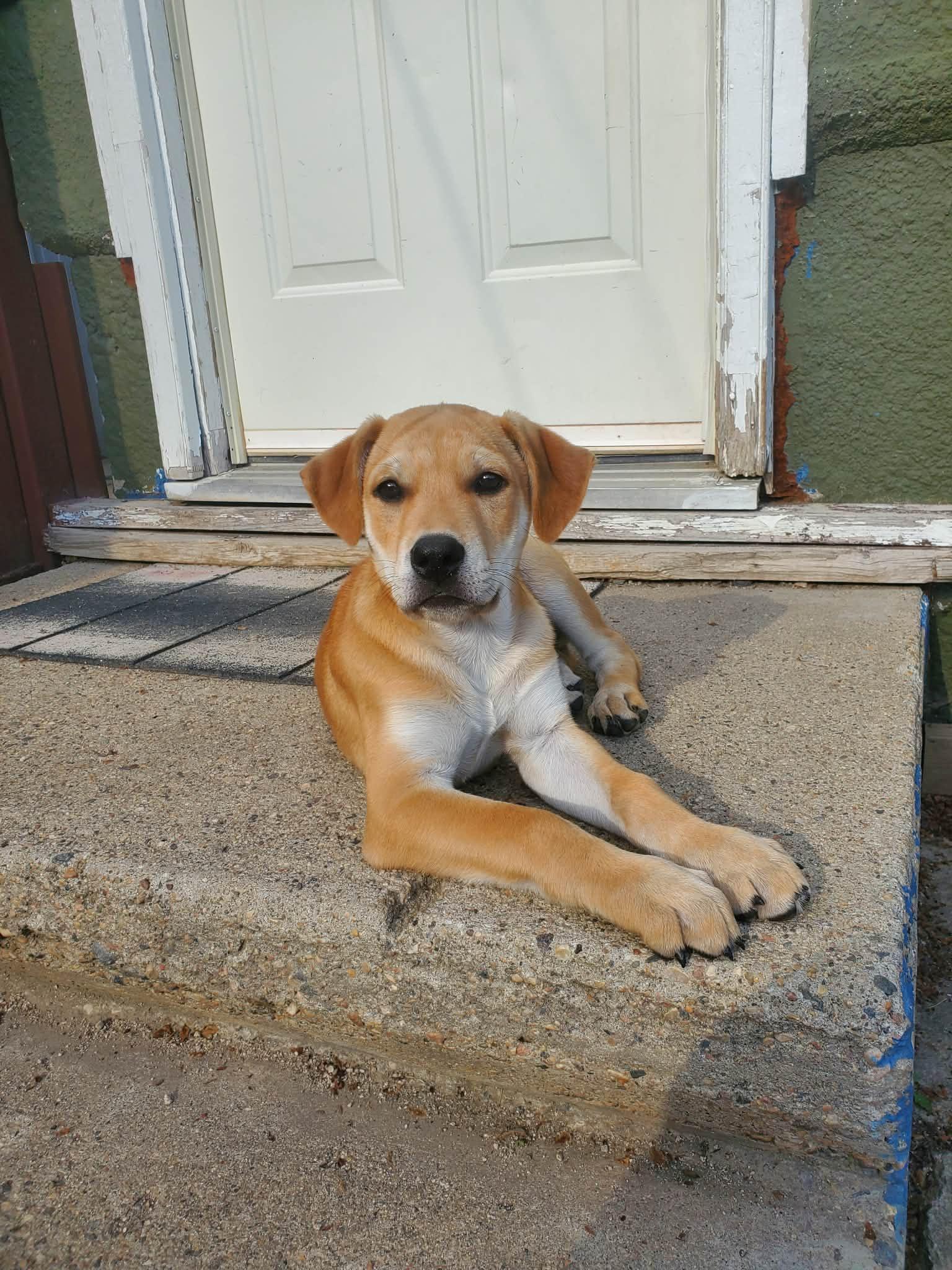 Camper, ADOPTABLE, Puppy Male Mixed Breed.