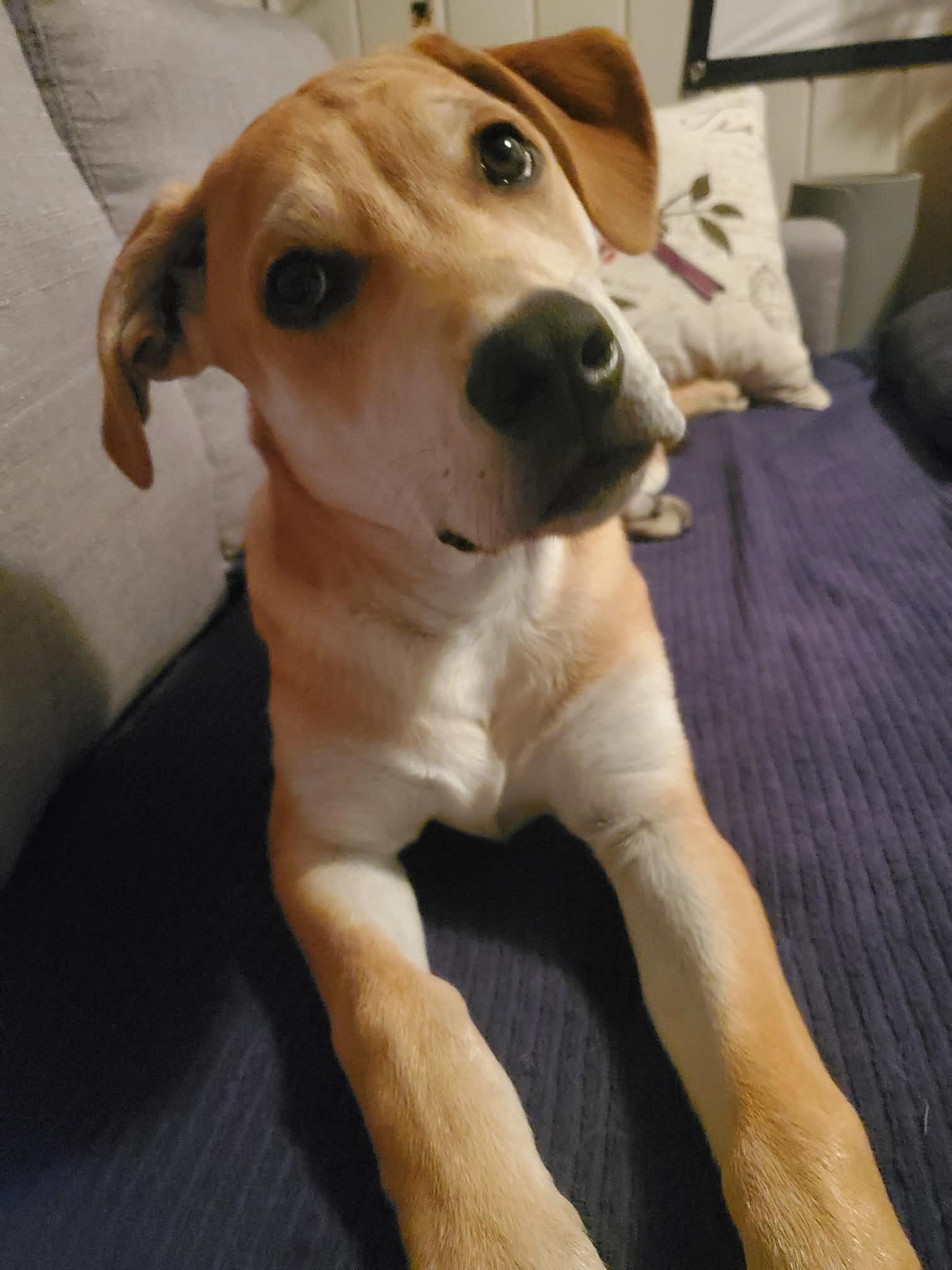 Camper, a ADOPTABLE mixed breed in Saskatoon, SK image 5/5
