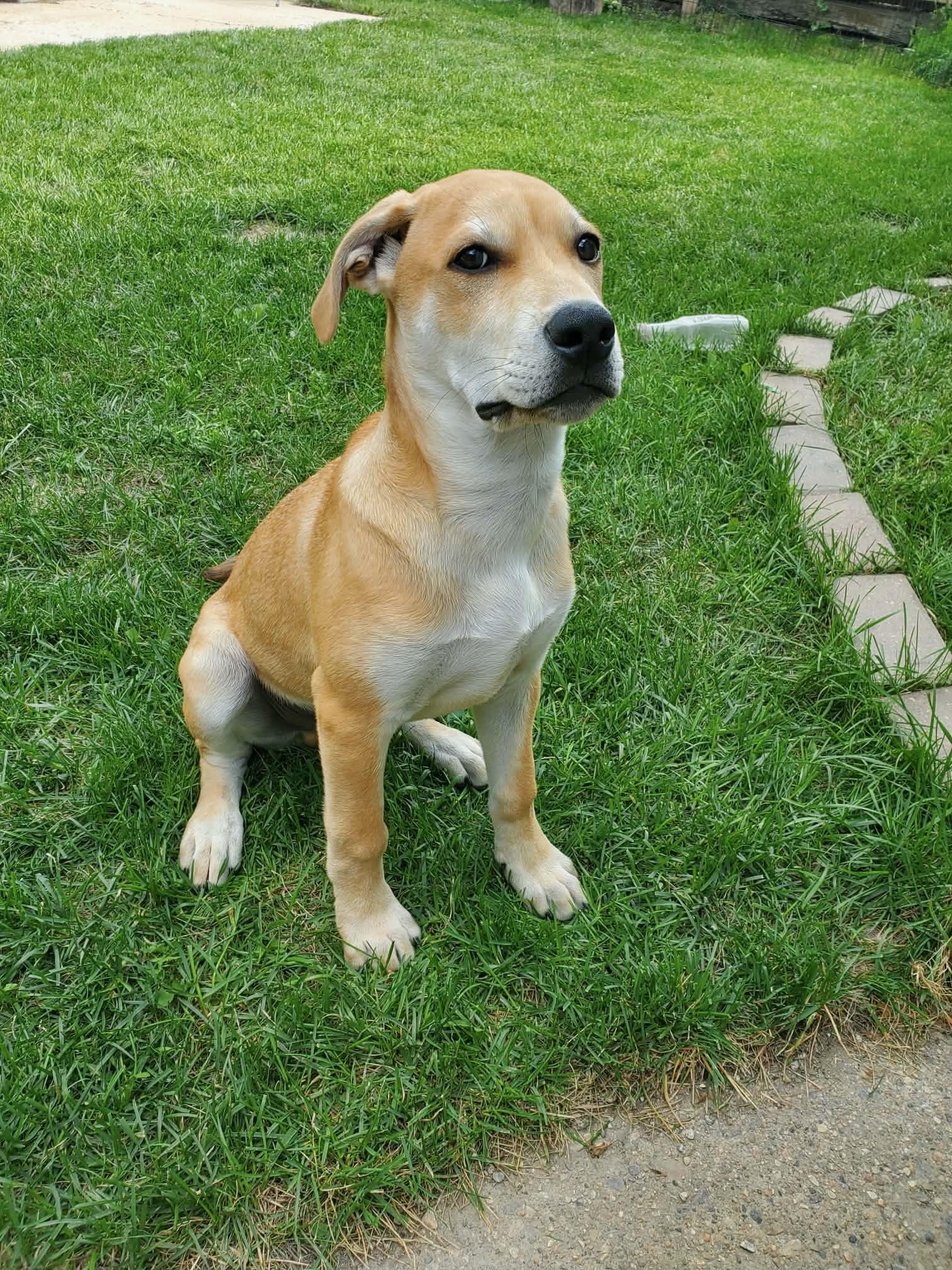 Camper, ADOPTABLE, Puppy Male Mixed Breed.