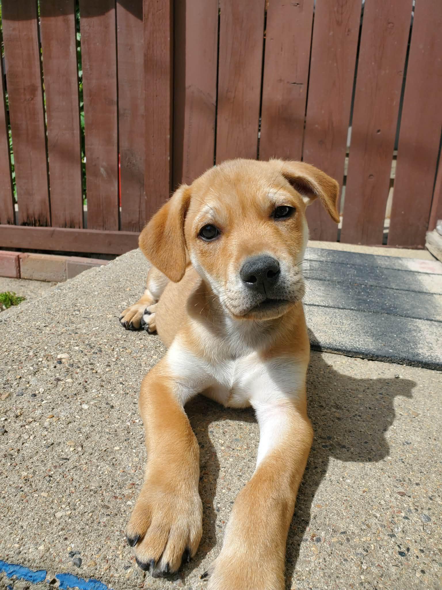 Enlarge Camper, a ADOPTABLE mixed breed in Saskatoon, SK image 1/6