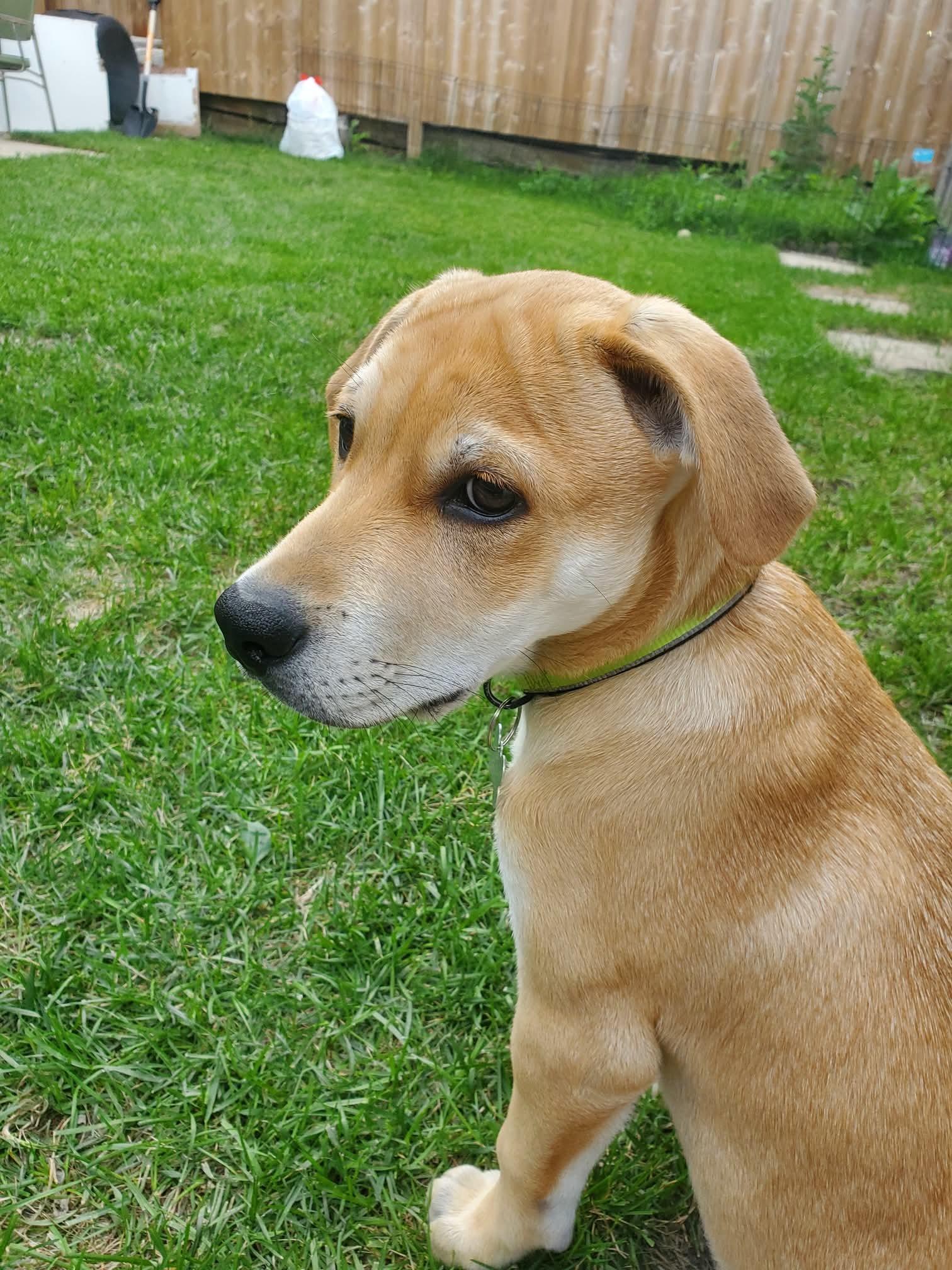 Camper, a ADOPTABLE mixed breed in Saskatoon, SK image 3/5