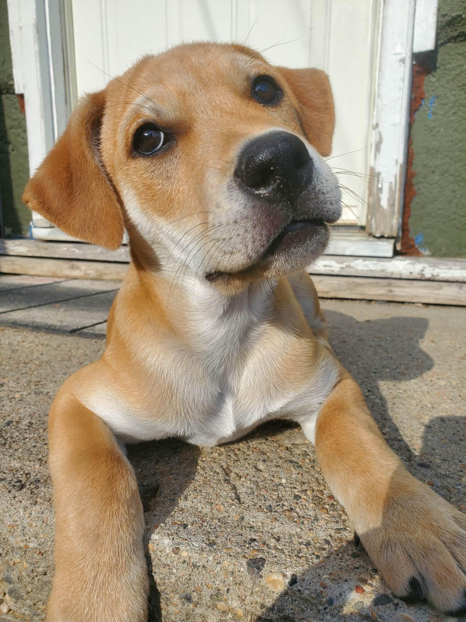 Camper, a ADOPTABLE mixed breed in Saskatoon, SK image 2/6