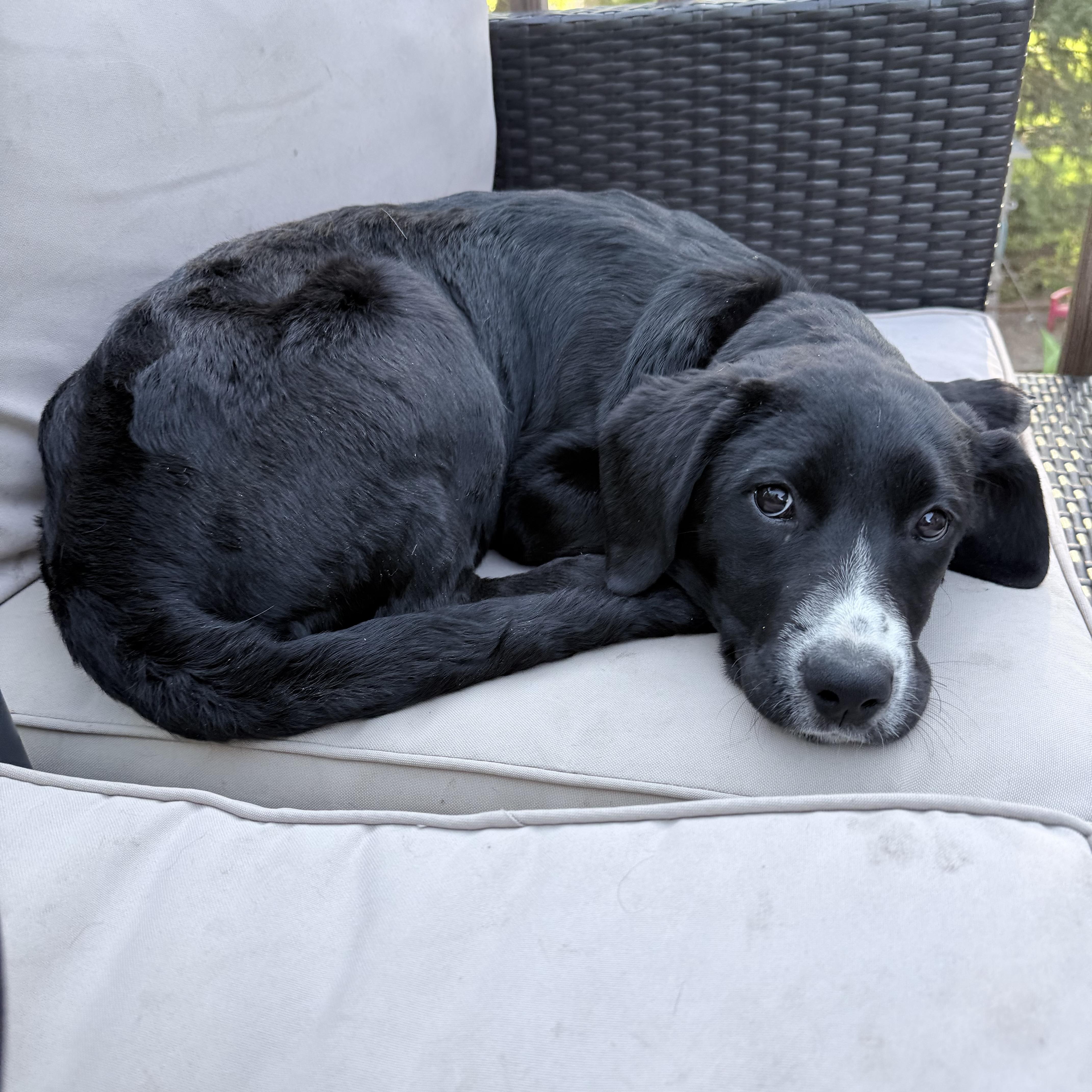 Poppy, an adopted mixed breed in Prior Lake, MN image 4/5