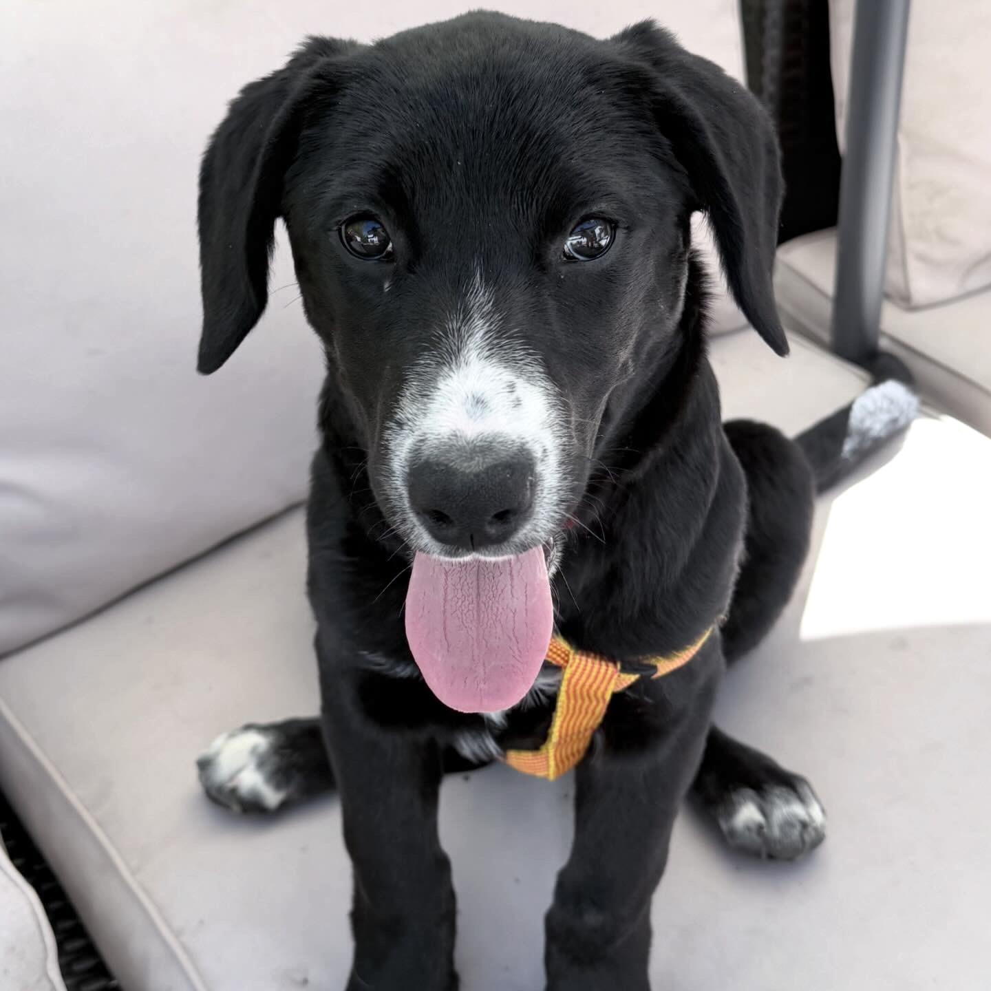 Poppy, an adopted mixed breed in Prior Lake, MN image 3/5
