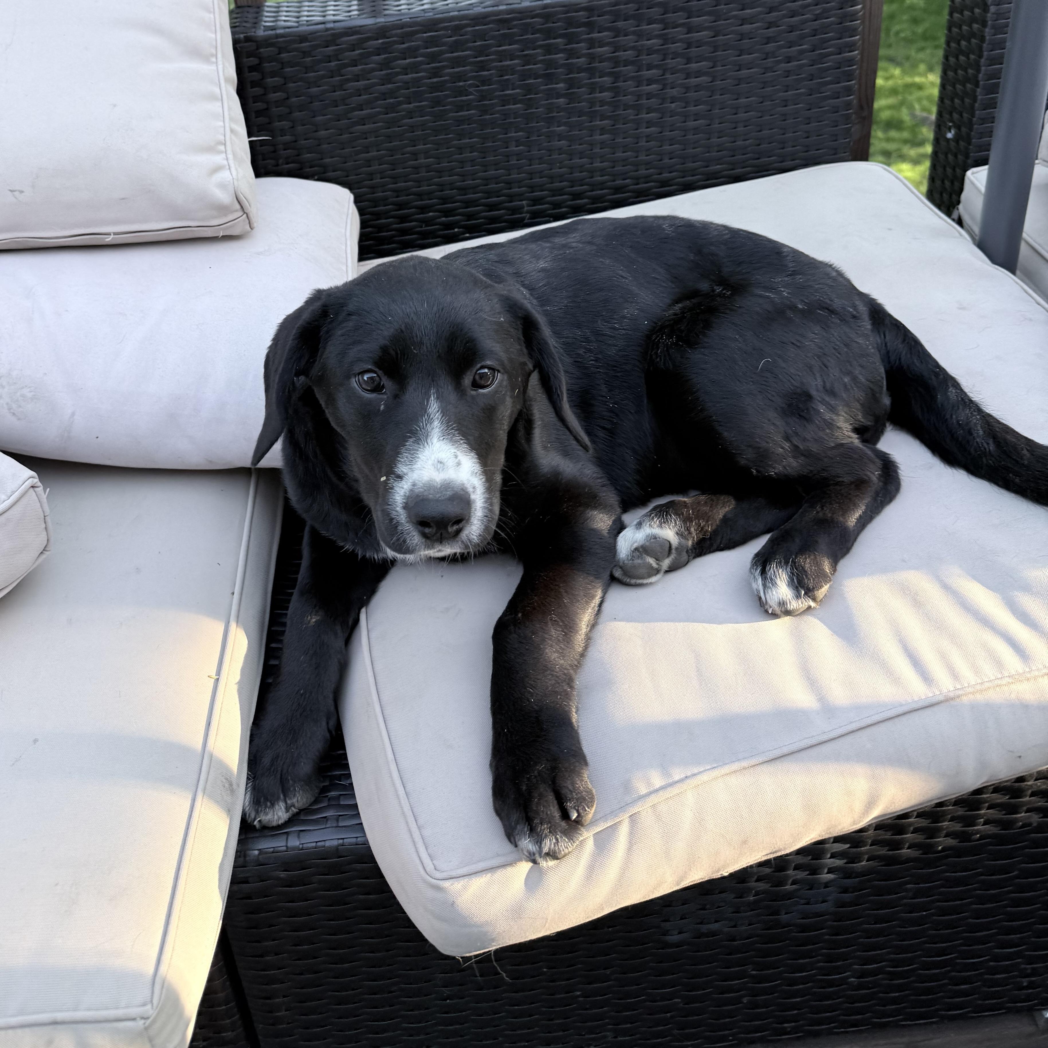 Poppy, an adopted mixed breed in Prior Lake, MN image 5/5