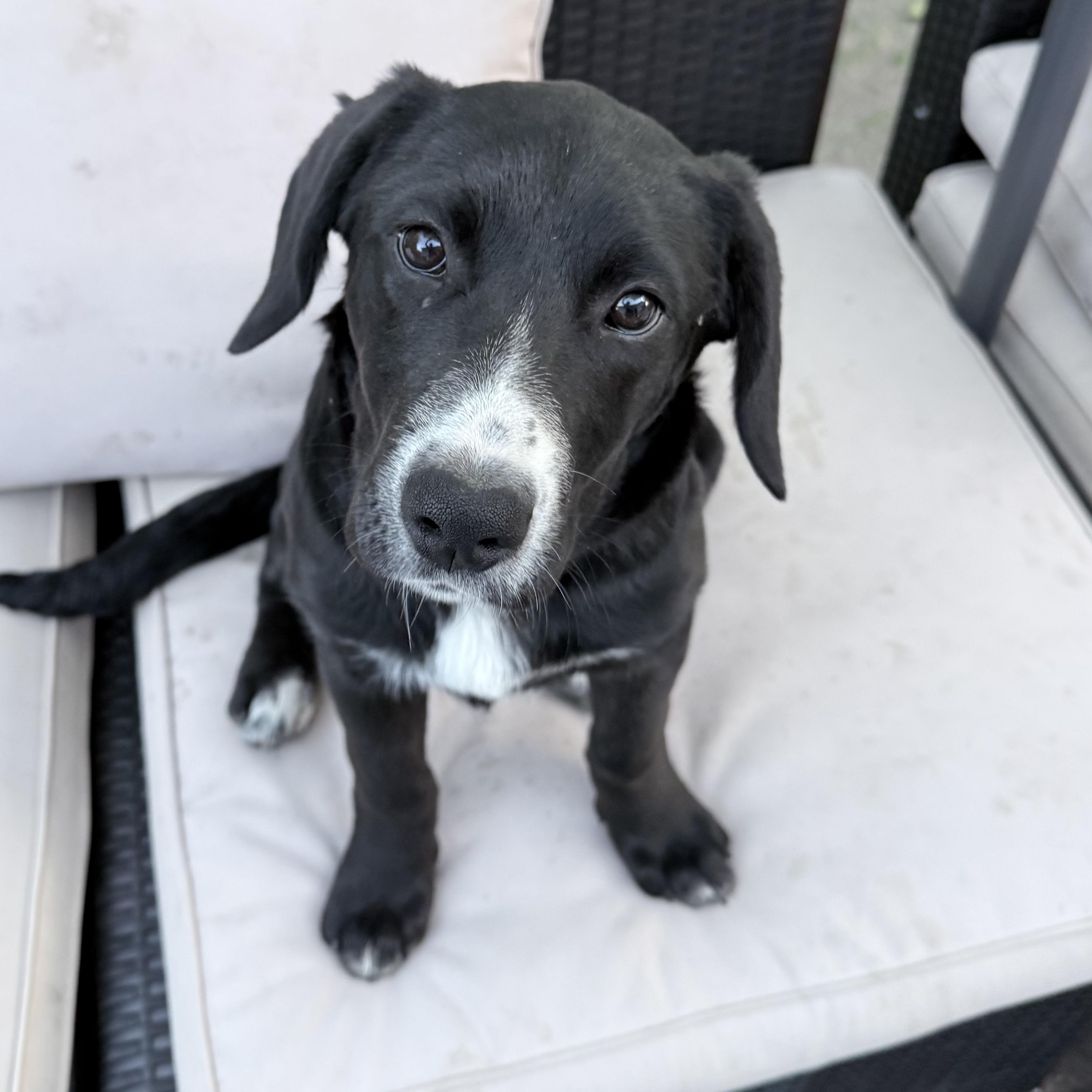 Poppy, adopted, Puppy Female Black Labrador Retriever.