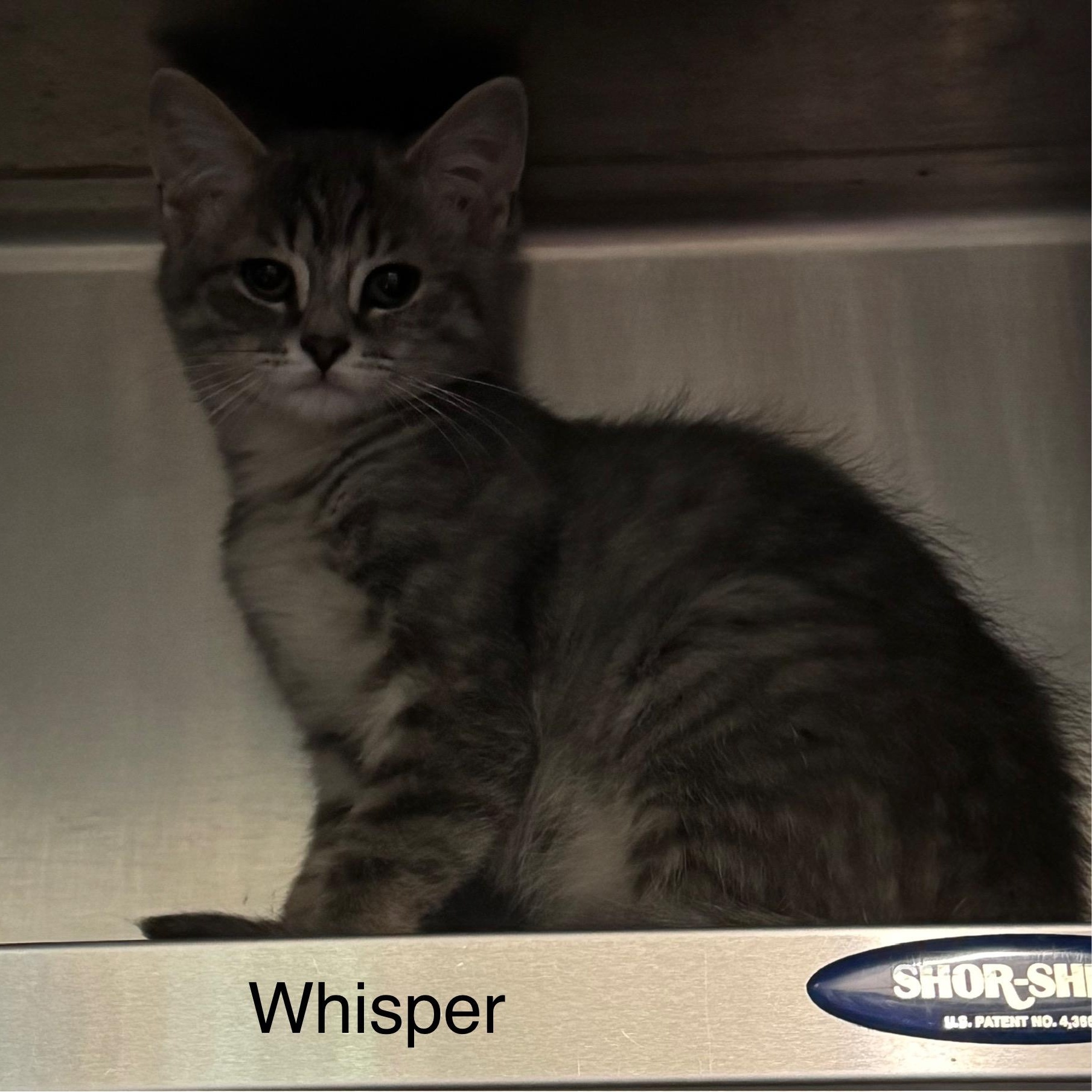Enlarge Whisper, a Adoptable Domestic Short Hair in Ulster, PA image 1/1