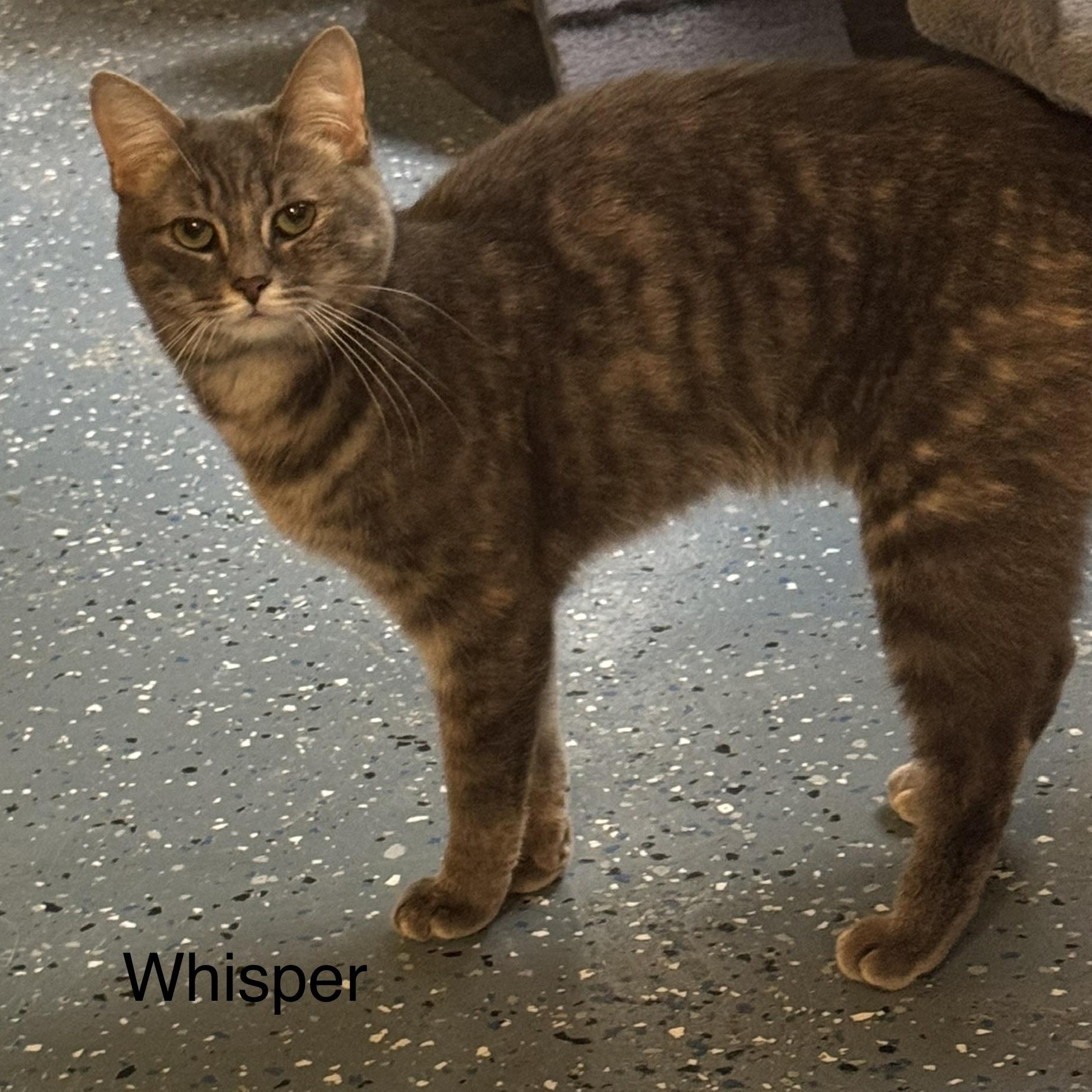 Whisper, Adoptable, Adult Female Domestic Short Hair.