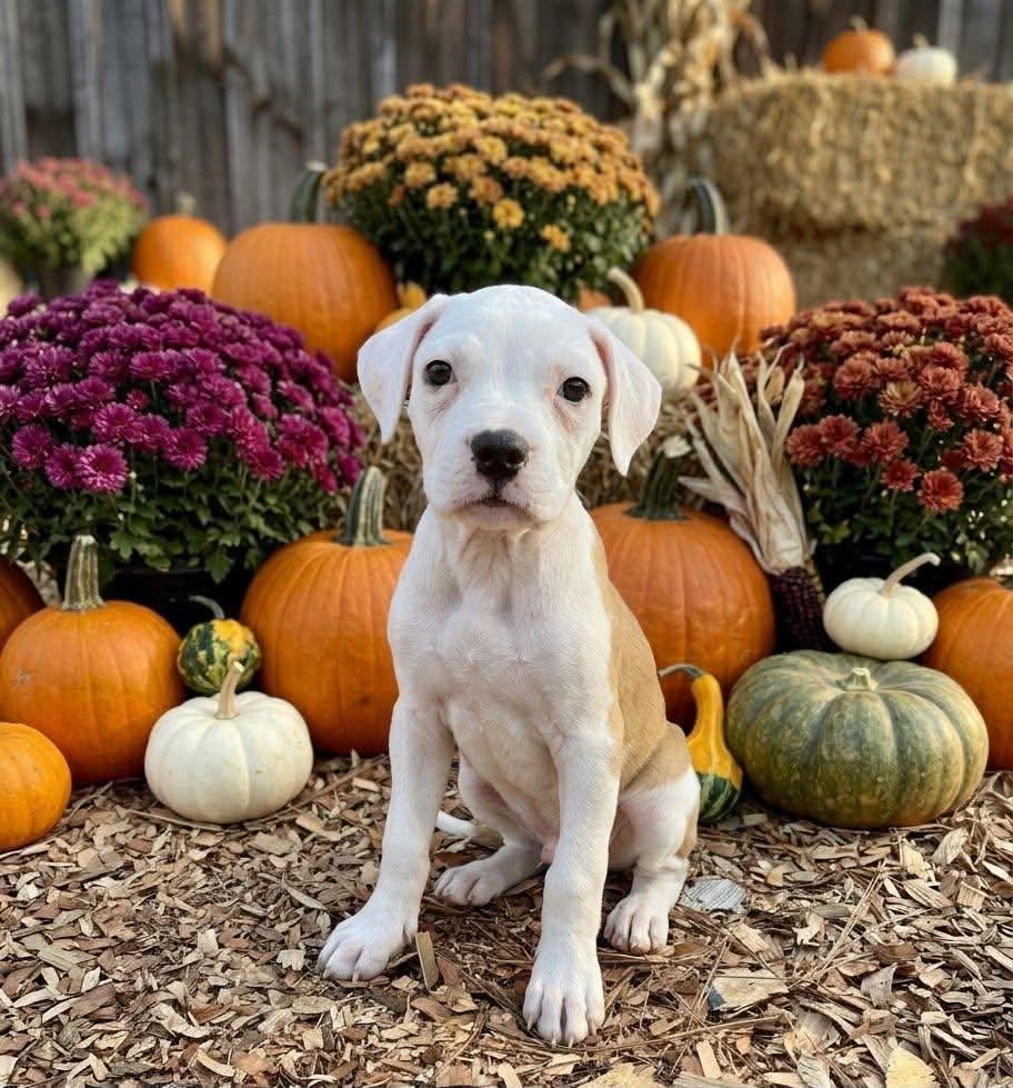 Daisy, Adoptable, Puppy Female Boxer.