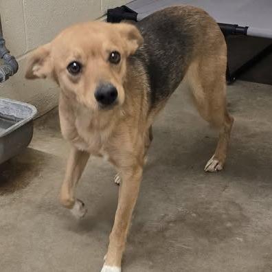 Paige, Adoptable, Adult Female Chihuahua.