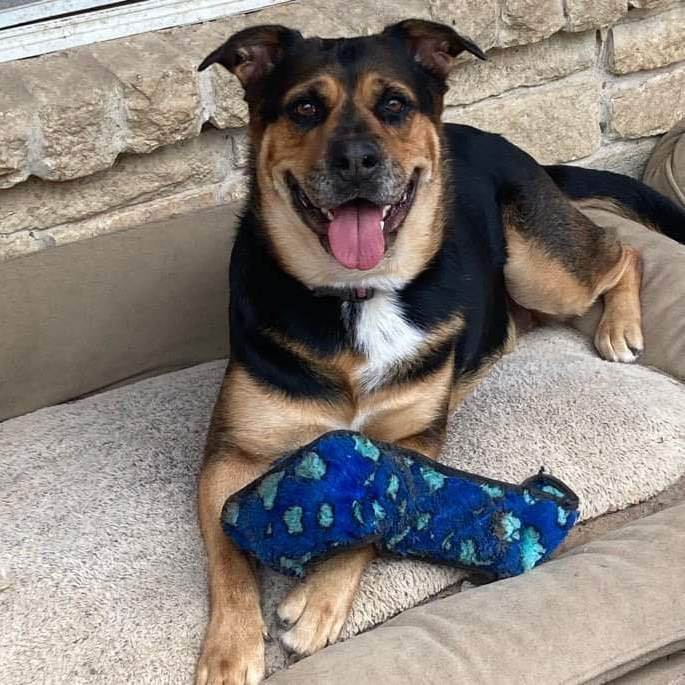 Ladybug, Adult Female Shepherd