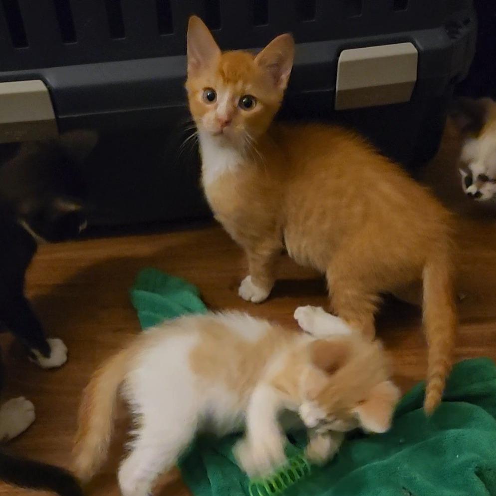 Tora Neko-AR, Adoptable, Kitten Male Domestic Short Hair.