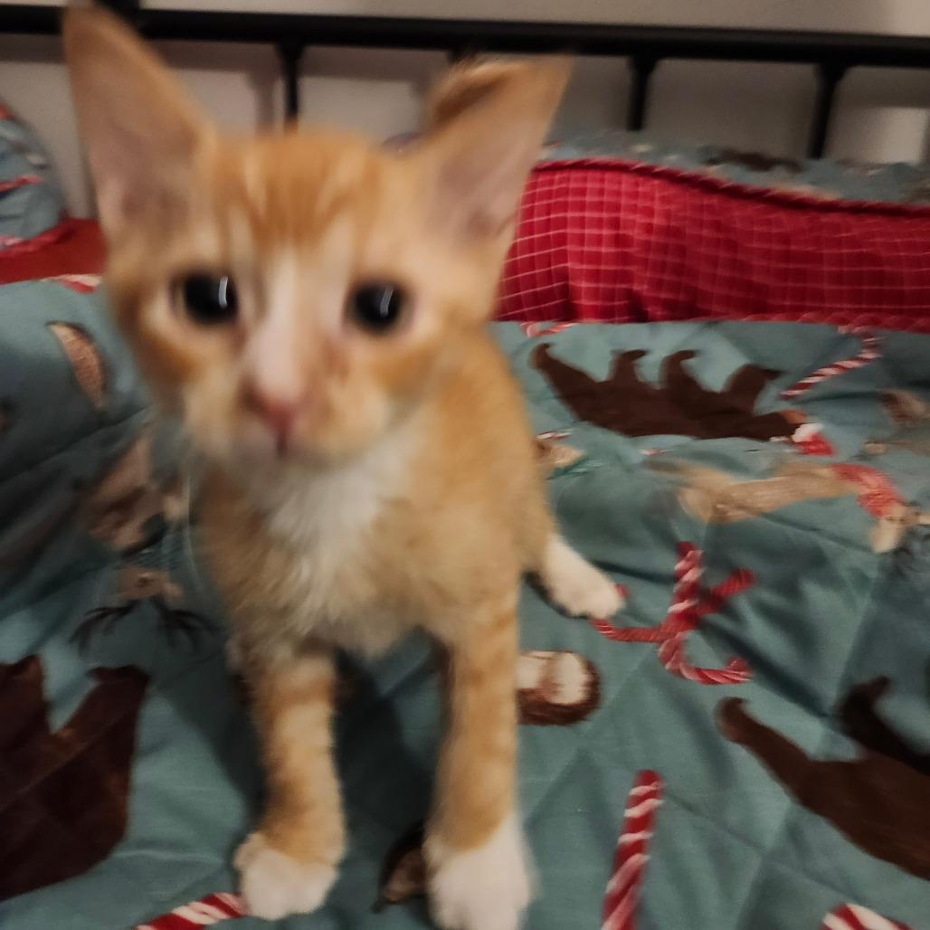 Enlarge Tora Neko-AR, a Adoptable Domestic Short Hair in Tallahassee, FL image 2/3