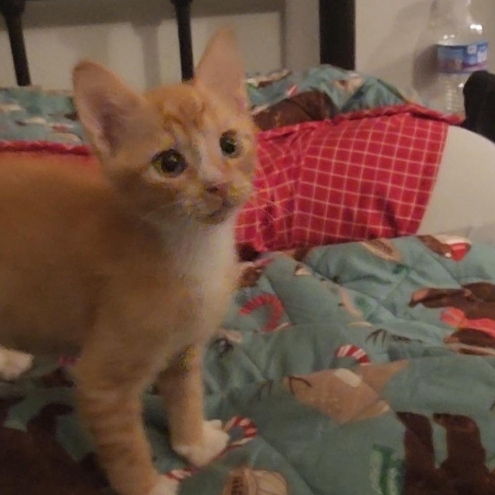 Enlarge Tora Neko-AR, a Adoptable Domestic Short Hair in Tallahassee, FL image 3/3