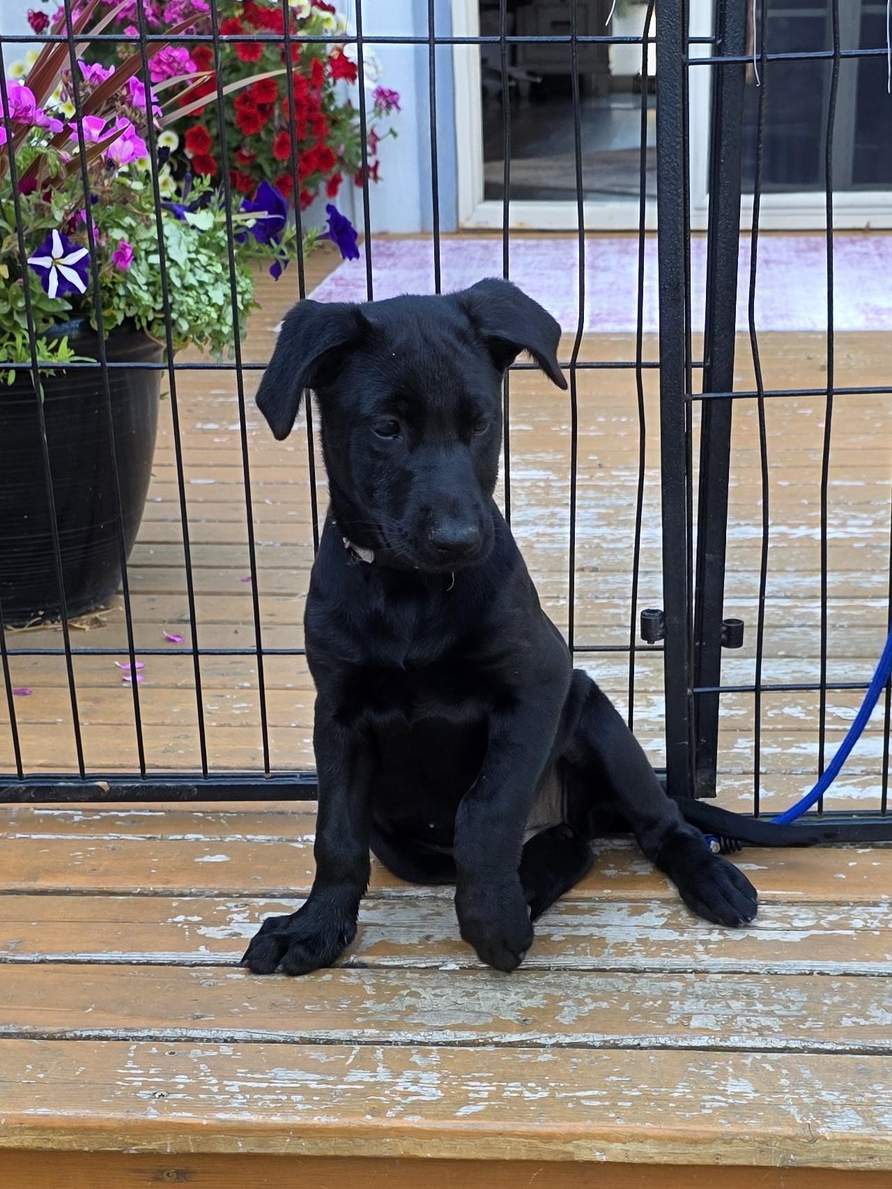 Enlarge Gracie, an adopted mixed breed in Bow, WA image 1/2
