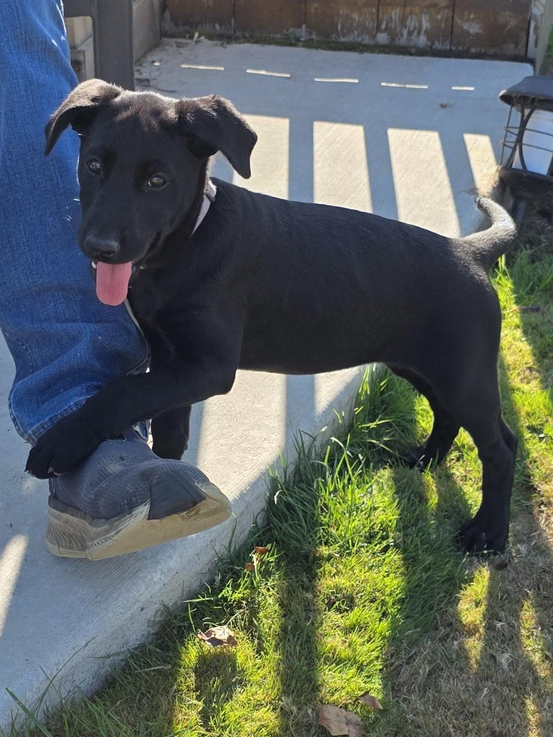 Enlarge Gracie, an adopted mixed breed in Bow, WA image 2/2