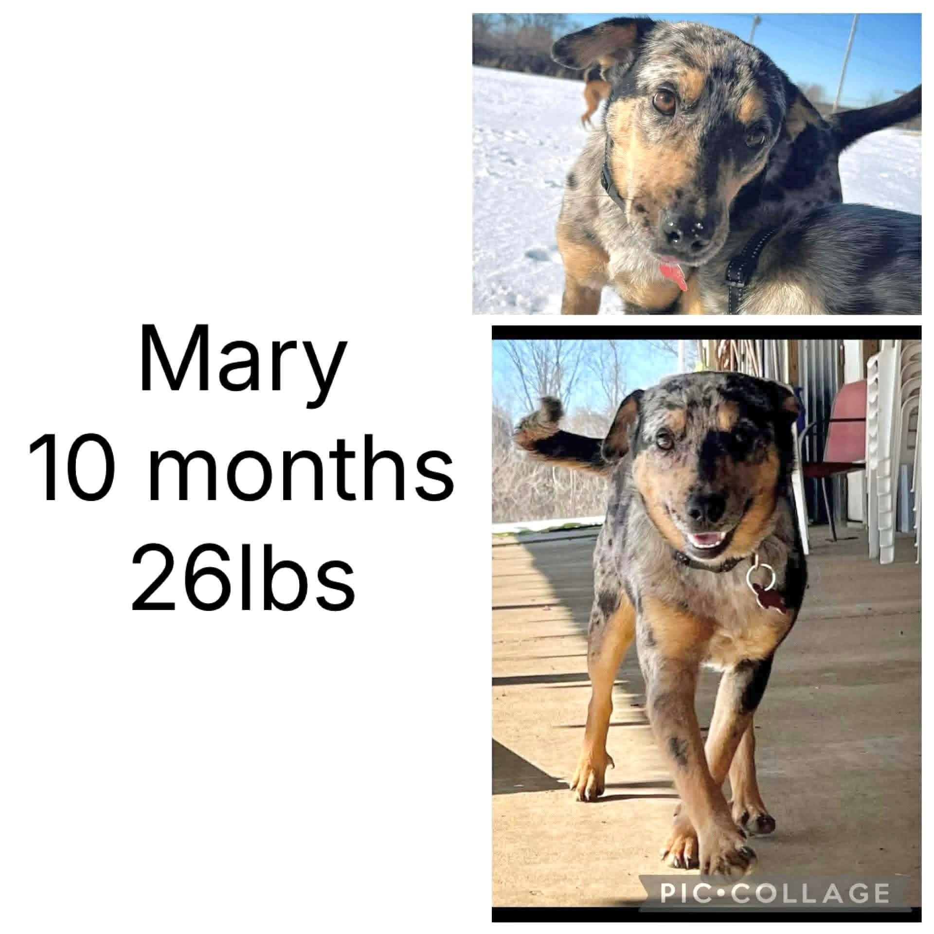 Enlarge Mary, a ADOPTABLE Mixed Breed in Yaphank, NY image 1/1