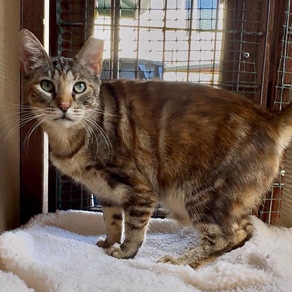 Enlarge Evie, a Adoptable mixed breed in Cambria, CA image 2/3