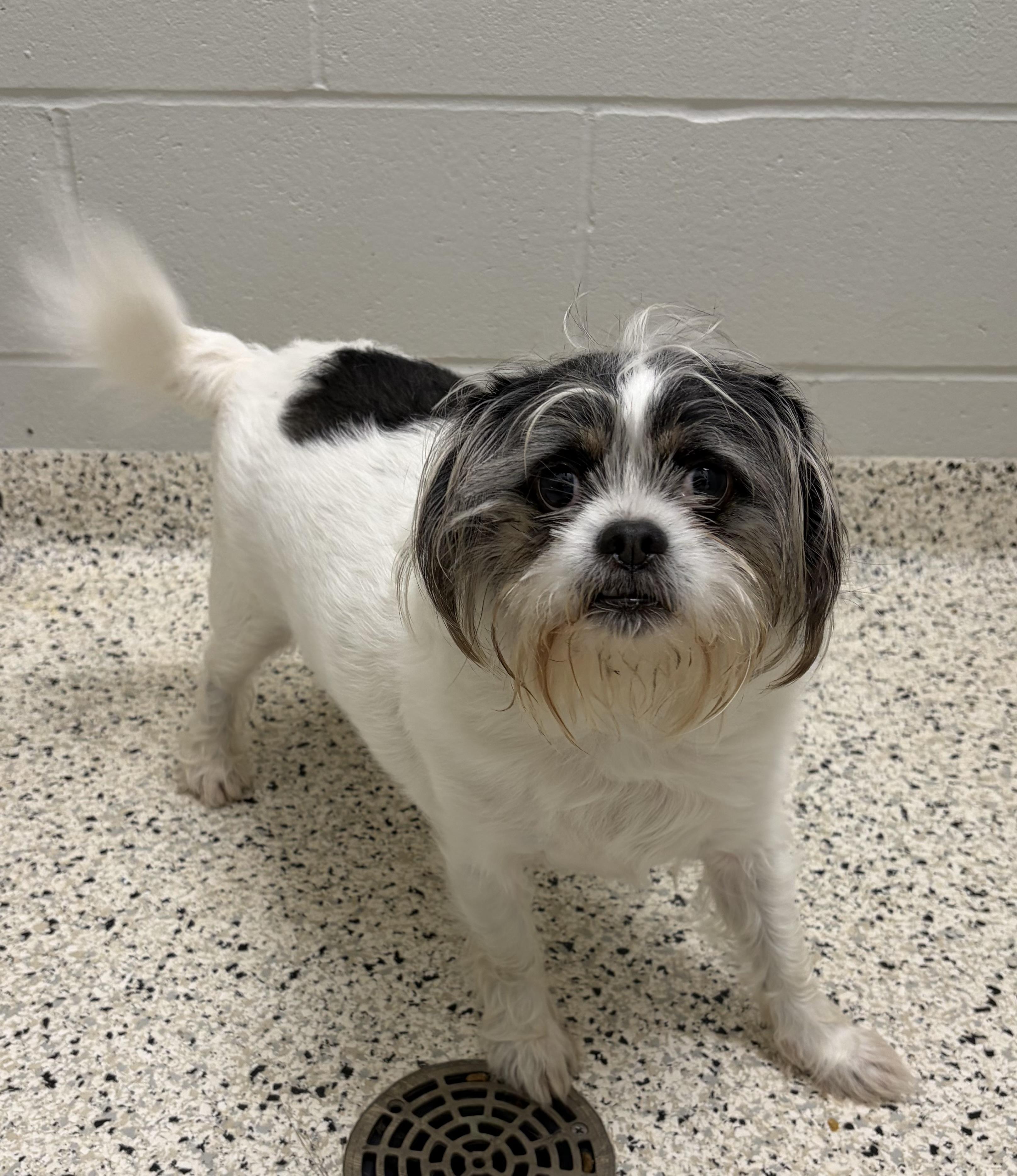 Enlarge FOUND, a Adoptable mixed breed in Liberty, MO image 1/4