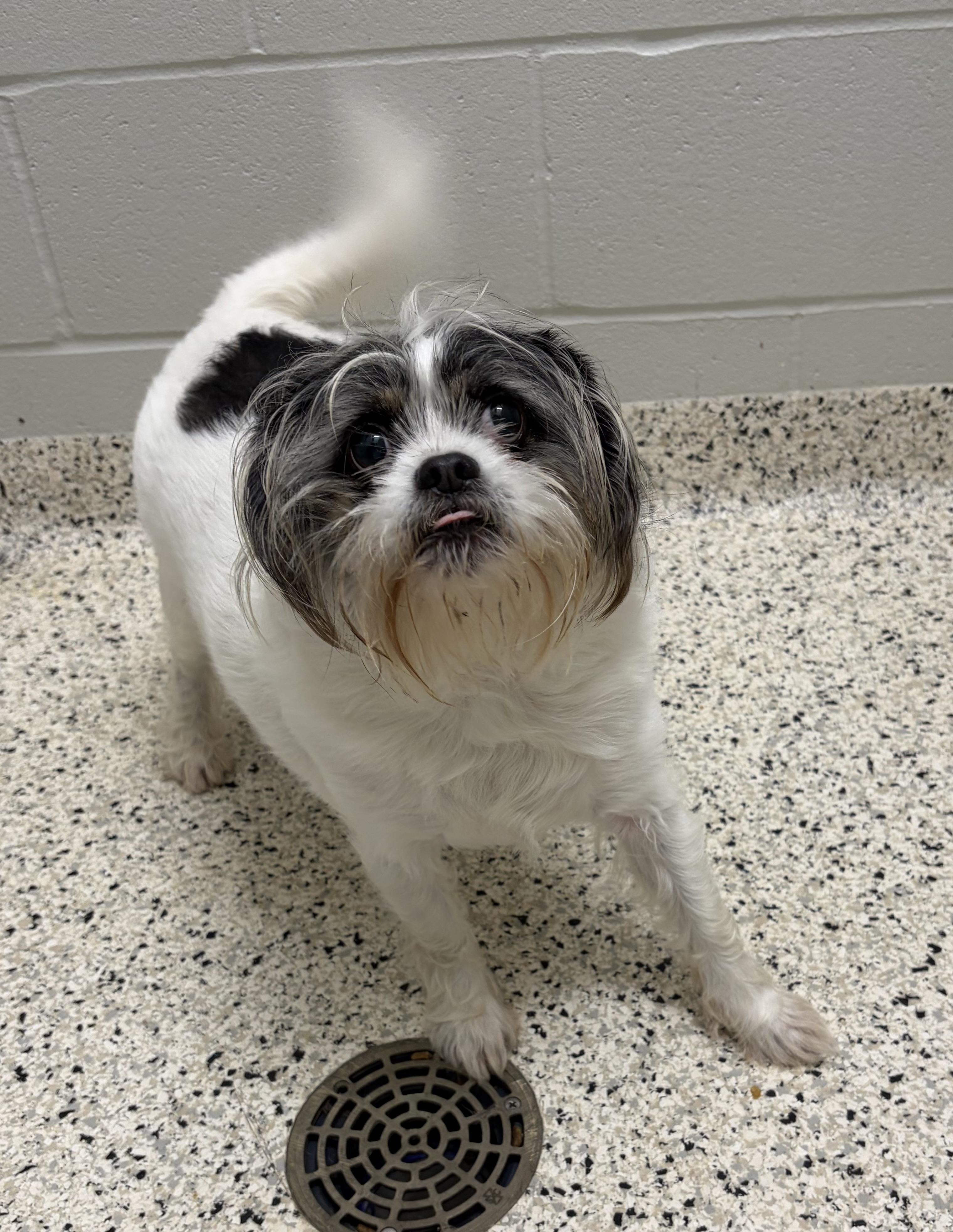 Enlarge FOUND, a Adoptable mixed breed in Liberty, MO image 4/4