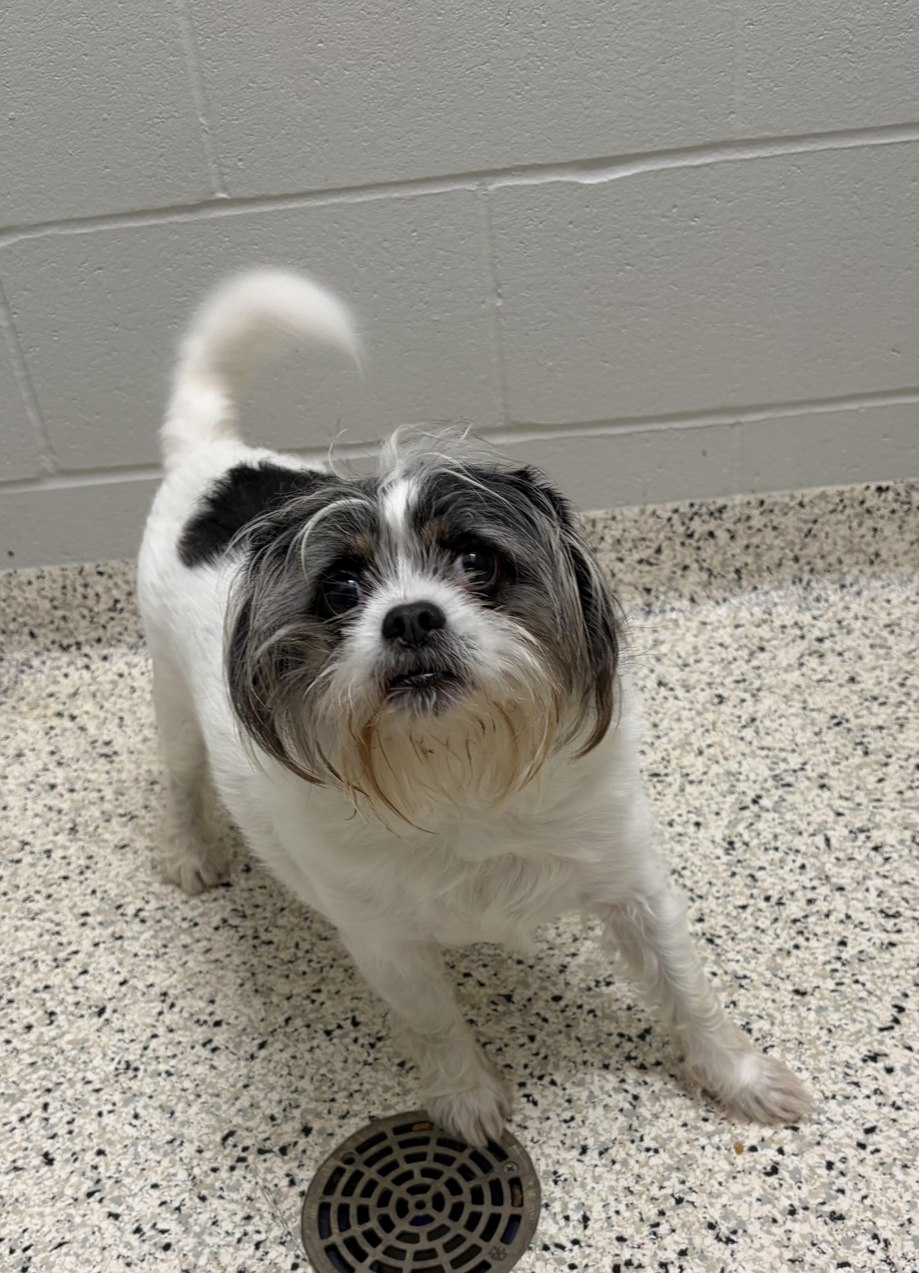 Enlarge FOUND, a Adoptable mixed breed in Liberty, MO image 3/4