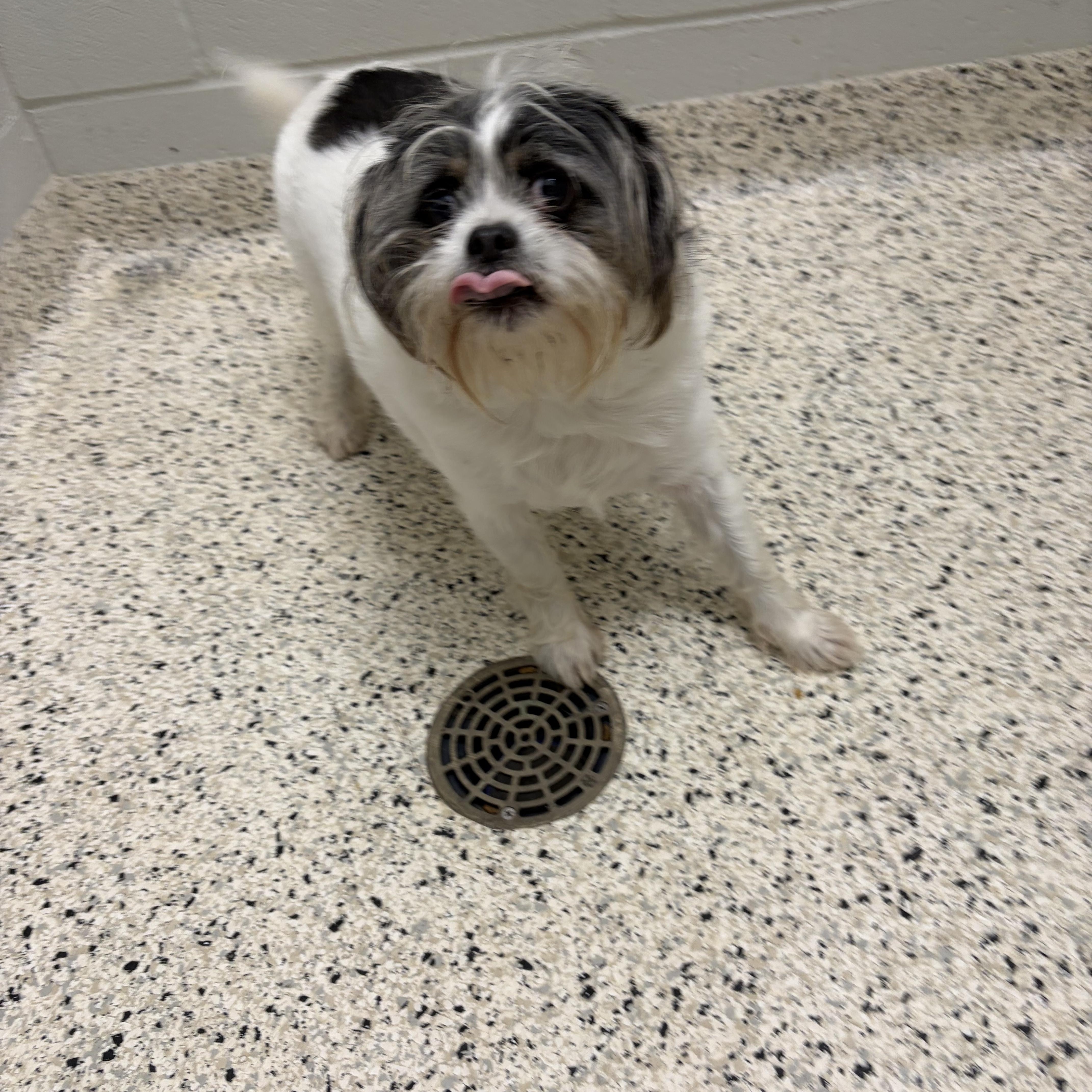 Enlarge FOUND, a Adoptable mixed breed in Liberty, MO image 2/4