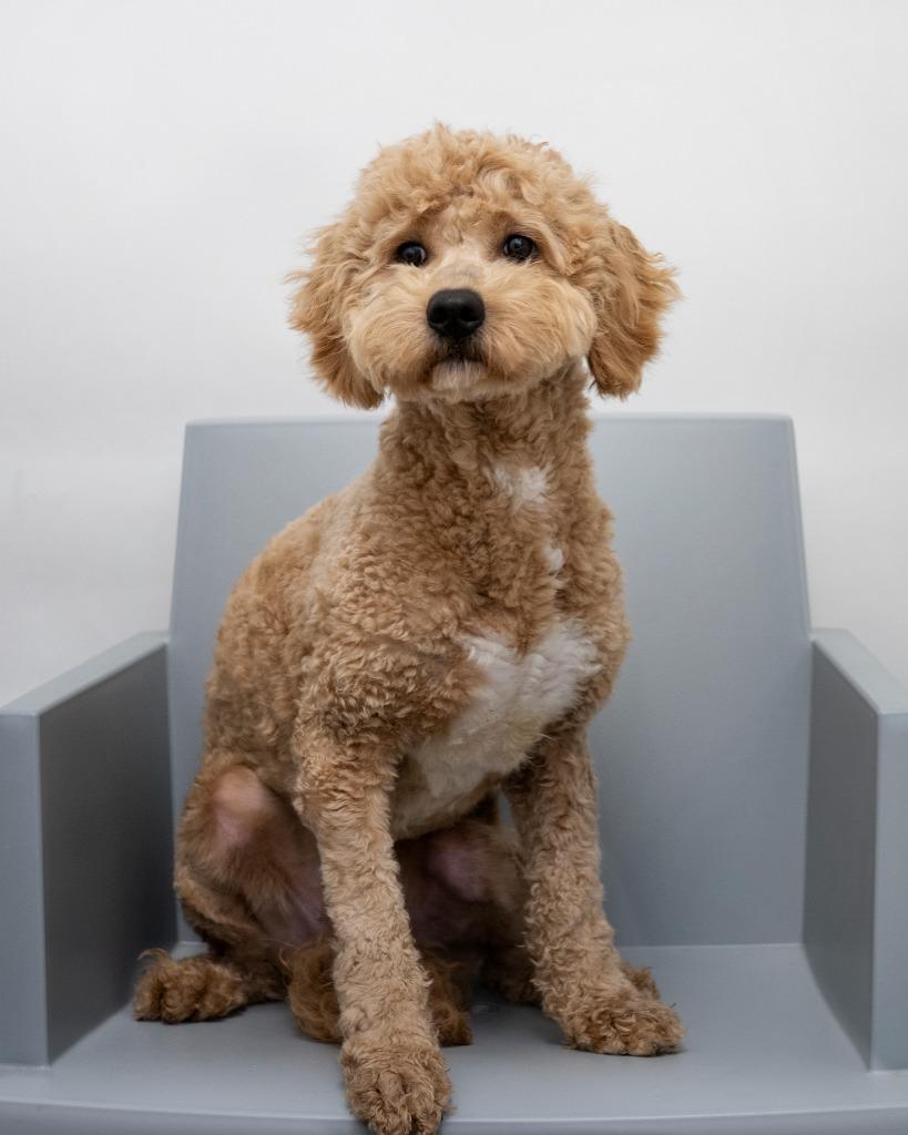 Enlarge Sam, a Adopted Shepherd in Boone, IA image 1/1