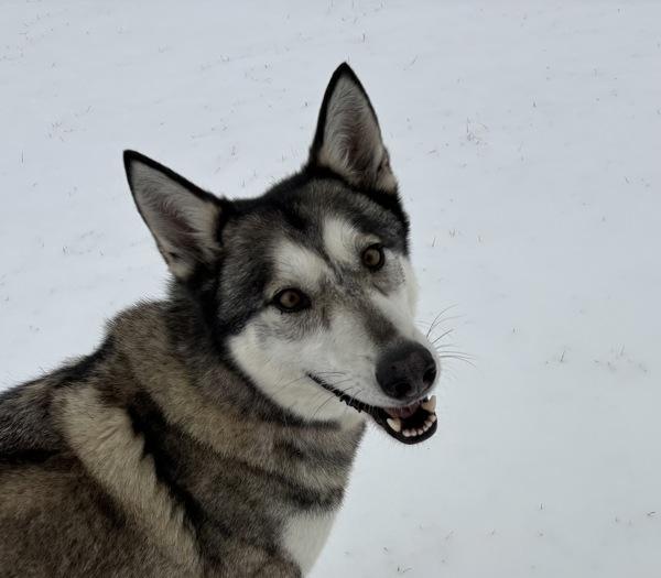 Enlarge Husky, a Adoptable mixed breed in Golden, CO image 1/3