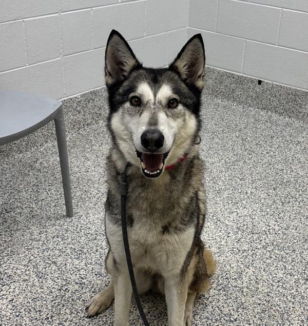 Enlarge Husky, a Adoptable mixed breed in Golden, CO image 2/3