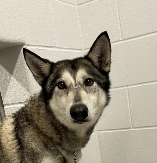 Enlarge Husky, a Adoptable mixed breed in Golden, CO image 3/3