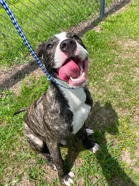 A518945, Adoptable, Young Male Pit Bull Terrier & Mixed Breed.