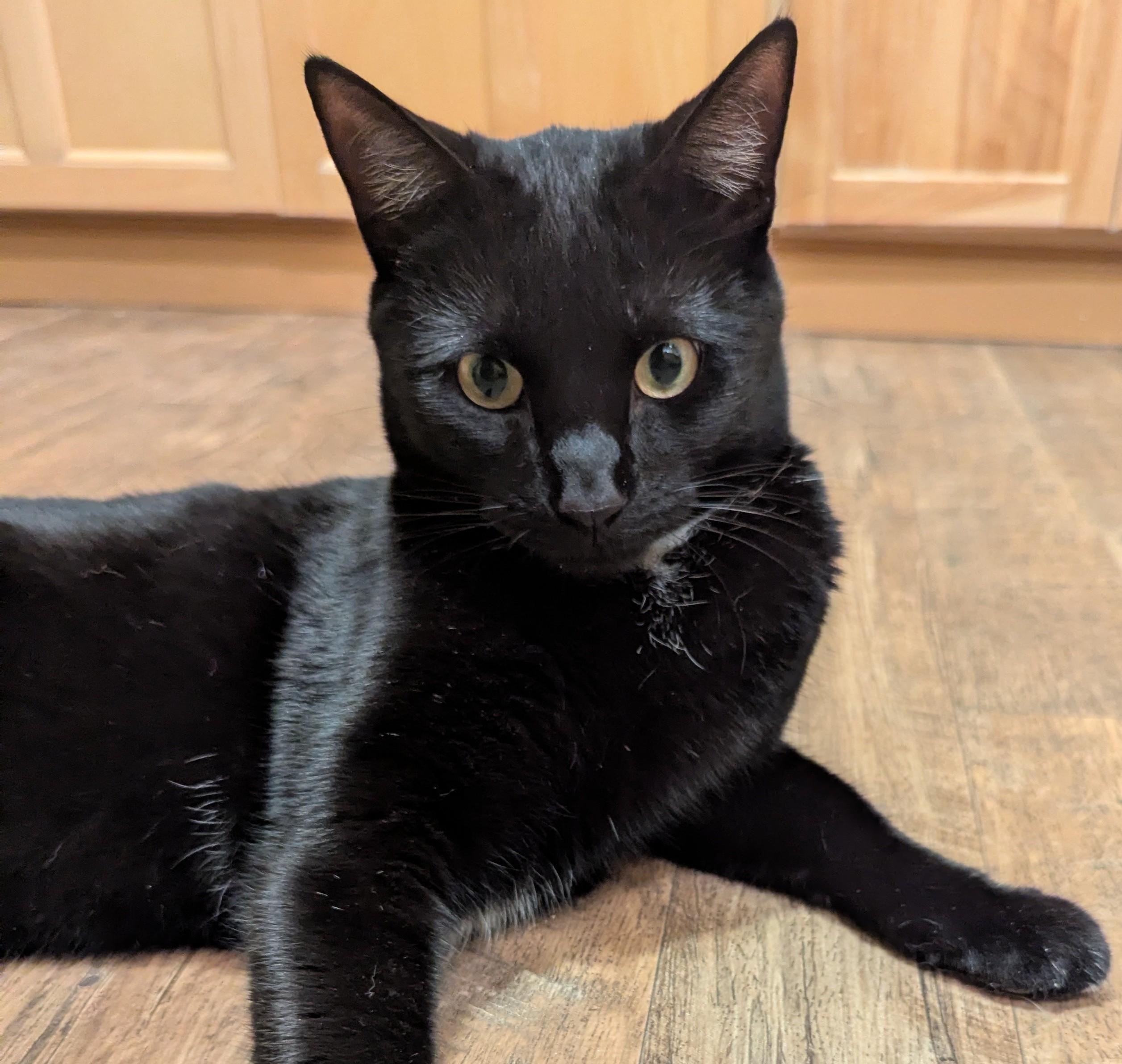 BOBBY, Adoptable, Adult Male Manx.