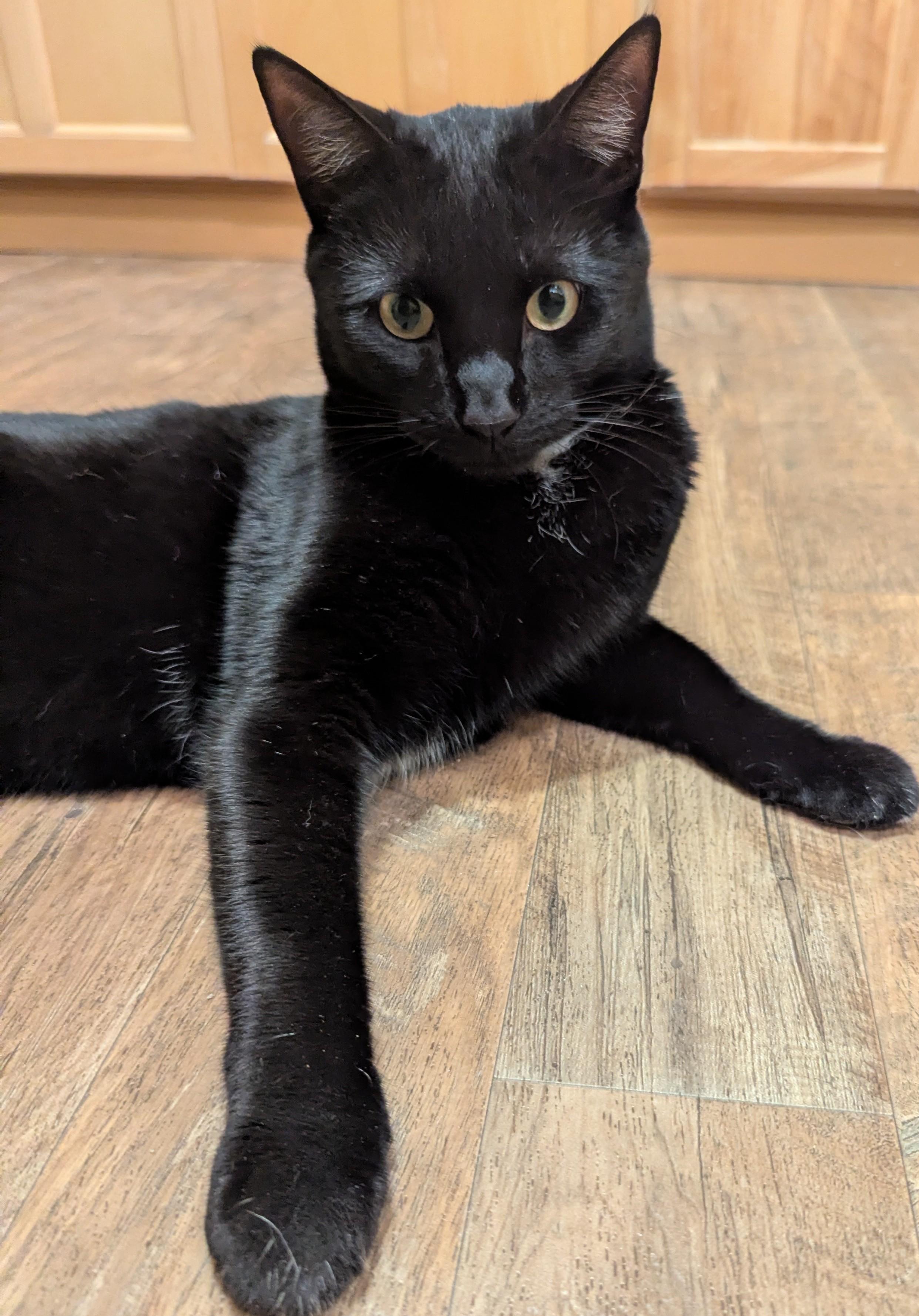 BOBBY, Adoptable, Adult Male Manx.