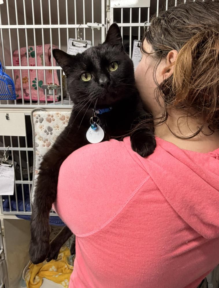 Spice, adopted, Adult Male Domestic Short Hair.