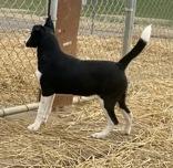 Enlarge Titto, a ADOPTABLE mixed breed in Glasgow, KY image 2/2