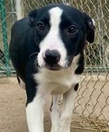 Titto, ADOPTABLE, Puppy Male Pit Bull Terrier & Black Labrador Retriever.