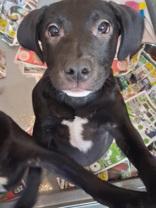 Enlarge Titto, a ADOPTABLE mixed breed in Glasgow, KY image 1/1